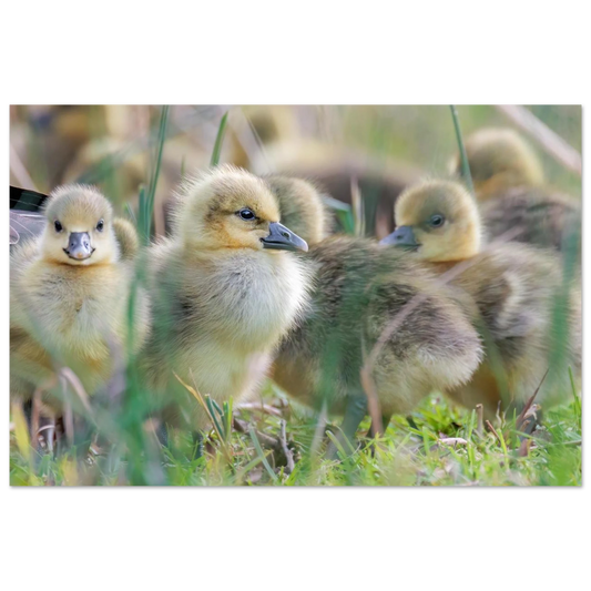 Wandbild kueken in zartgruen und gold suesse baby gans kunst in vielen groessen