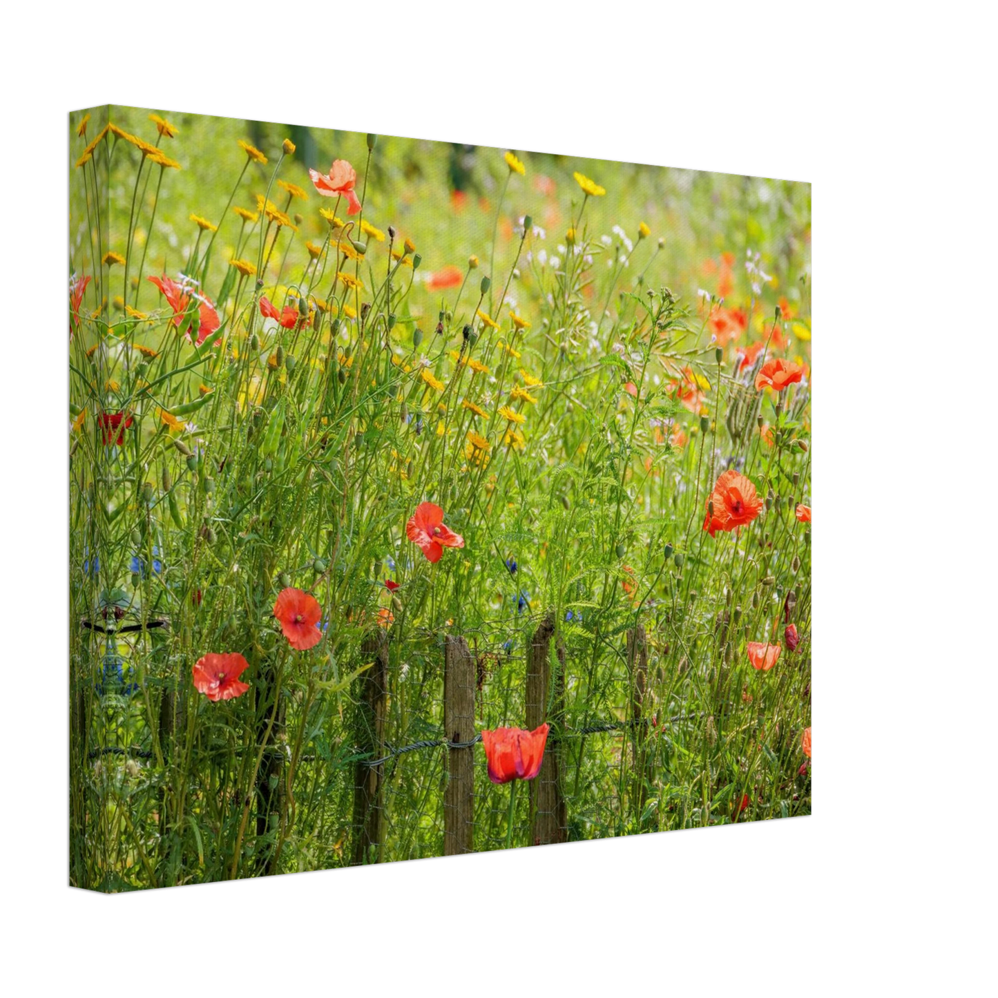 Wandbild wildblumen feld rot gelb sonnige mohnblumen wiese als kunstdruck