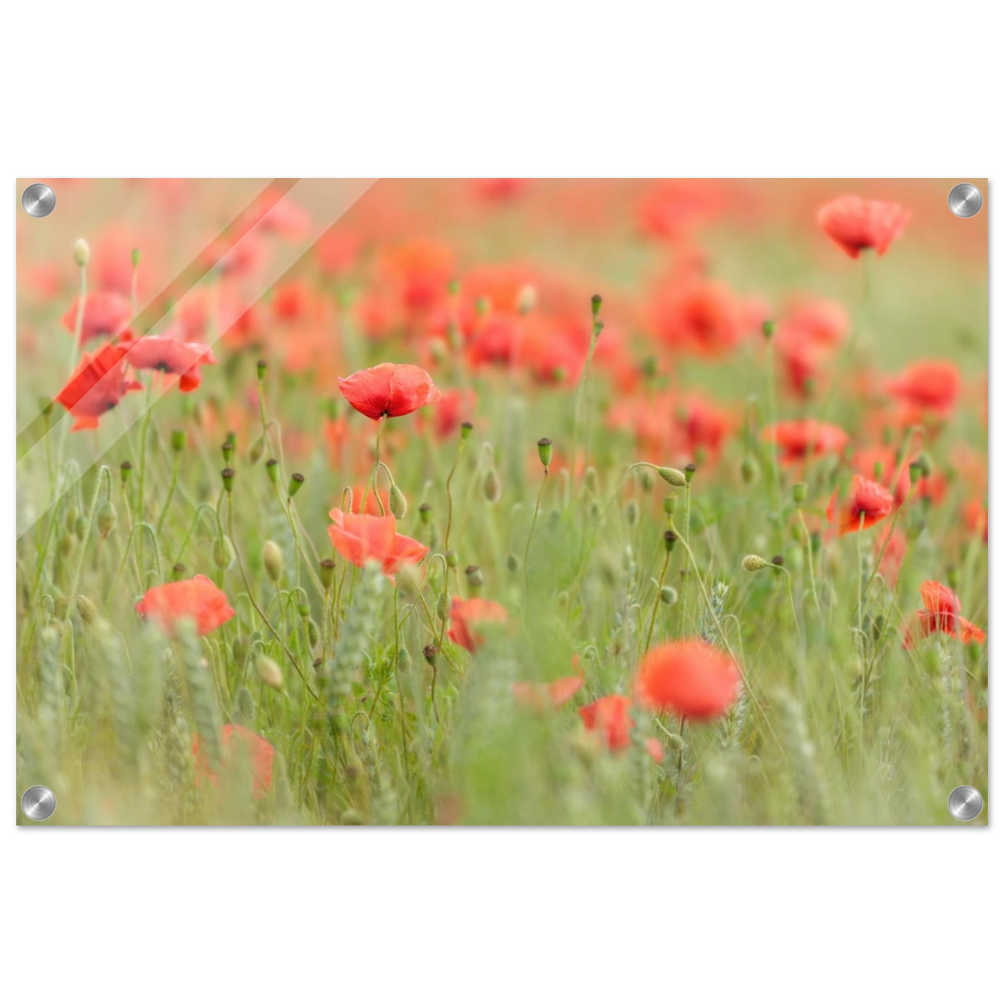 Wandbild vertraeumtes mohnblumenfeld ein stueck sommer fuer ihr zuhause in vielen groessen