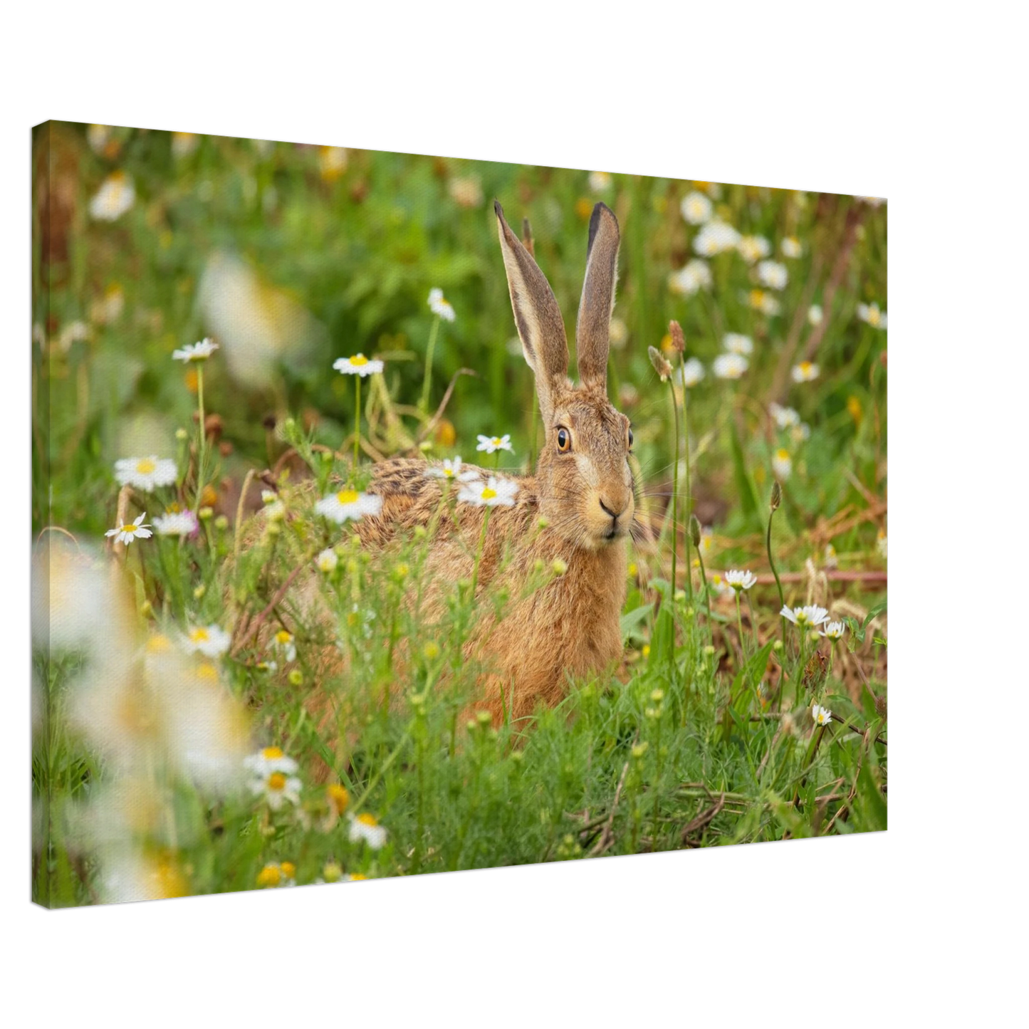 Wandbild feldhase im blumenfeld beruhigende natur tier kunst in vielen groessen