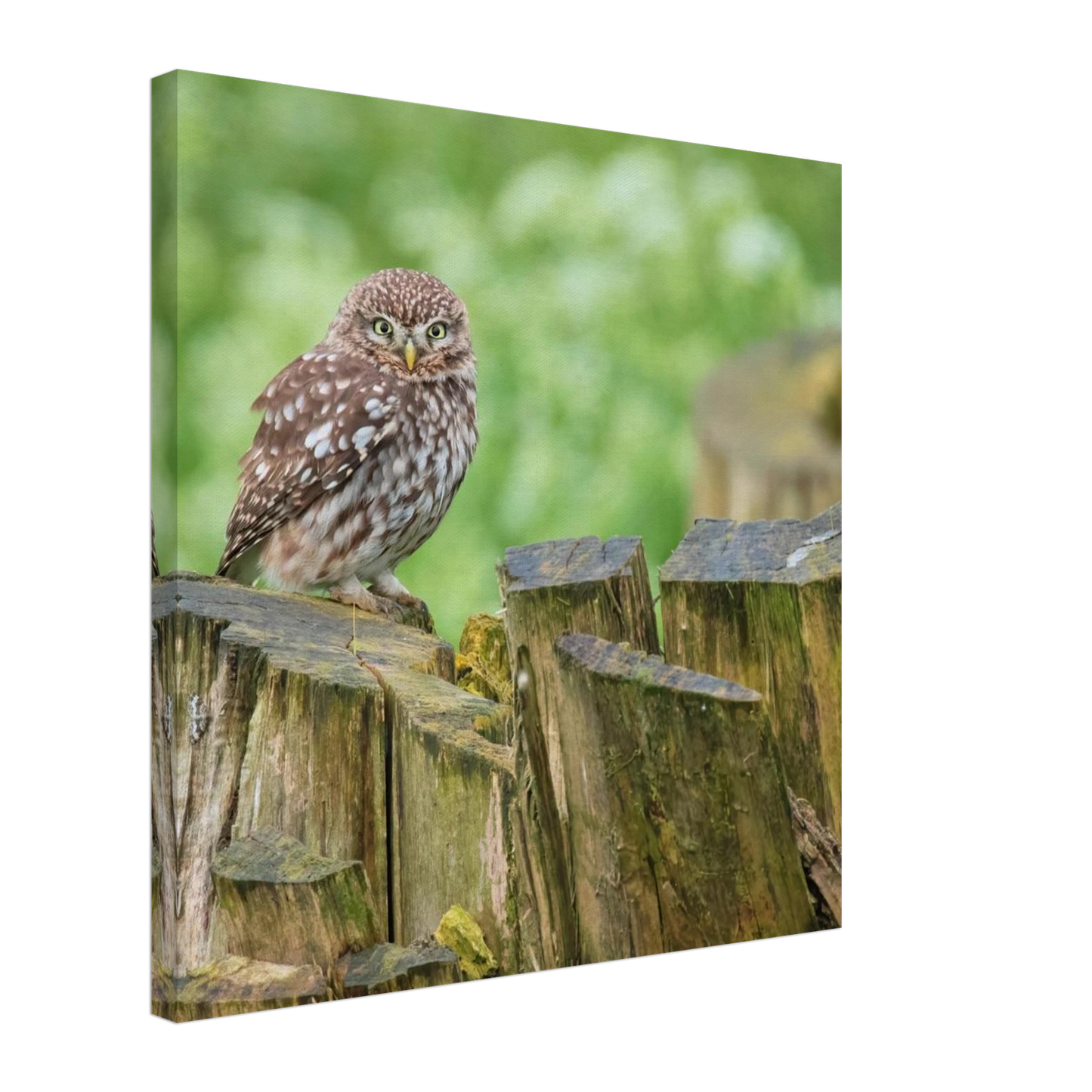 Wandbild mystische kleine eule faszinierendes kunstwerk fuer natur und tierliebhaber in vielen groessen