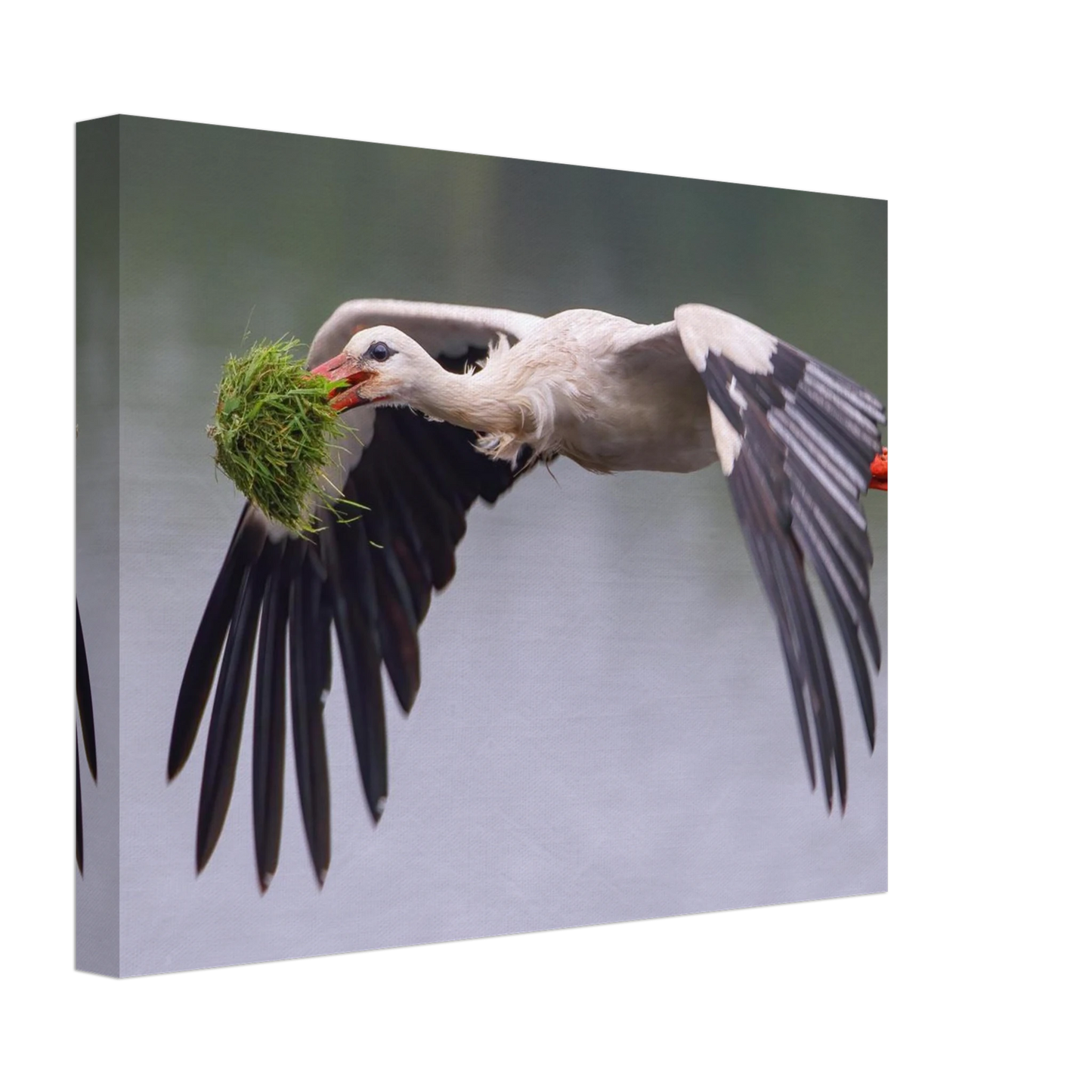 Wandbild nestbauender weissstorch im flug lebendige naturfotografie fuer ihr zuhause