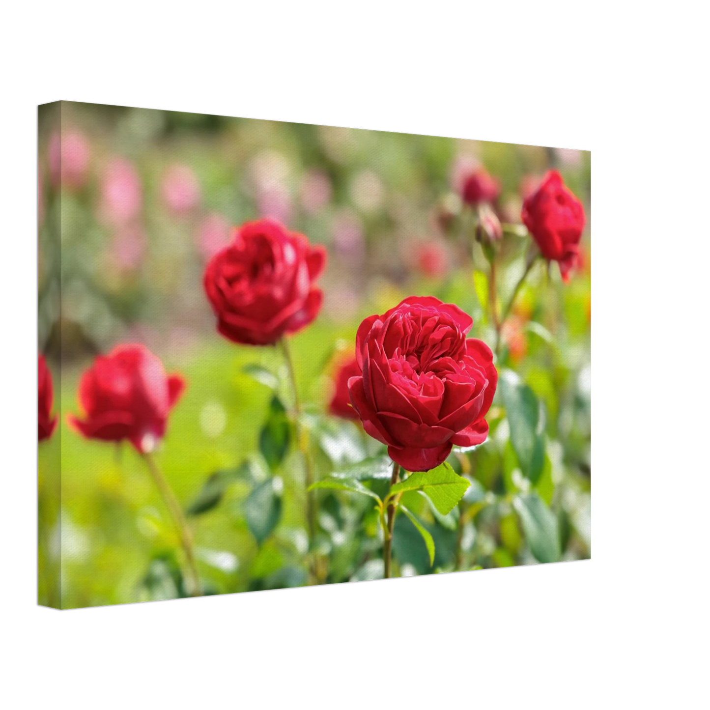Wandbild rote rosen lebendige bluetenpracht fuer ihr zuhause in ihrer wunschgroesse