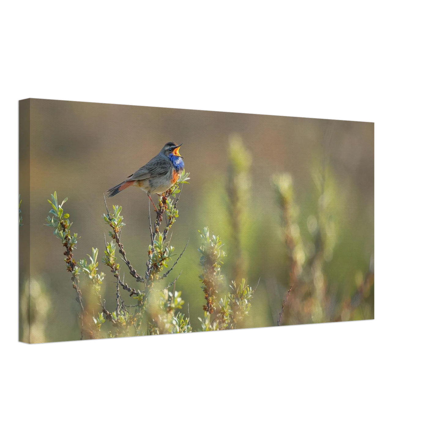 Wandbild singendes blaukehlchen lebendige naturfotografie als wandbild in verschiedenen groessen