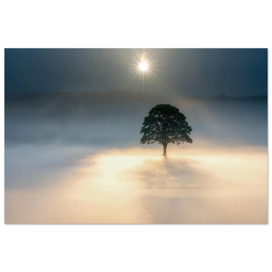 Wandbild mystisches baum wandbild einzelner baum im nebel sonnenaufgang waehlbar in verschiedenen groessen