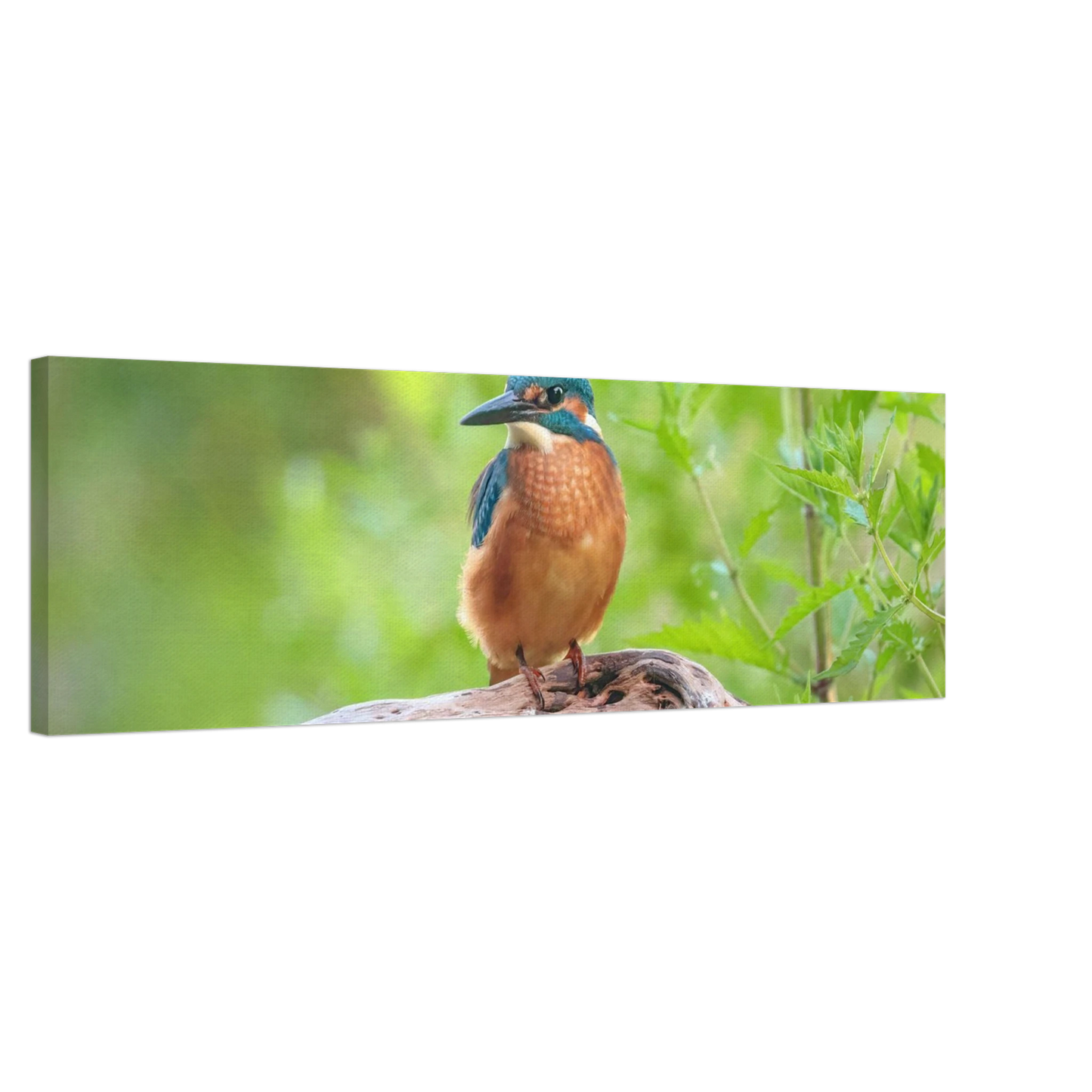 Wandbild eisvogel lebendige naturkunst fuer ihr zuhause in ihrer wunschgroesse 2