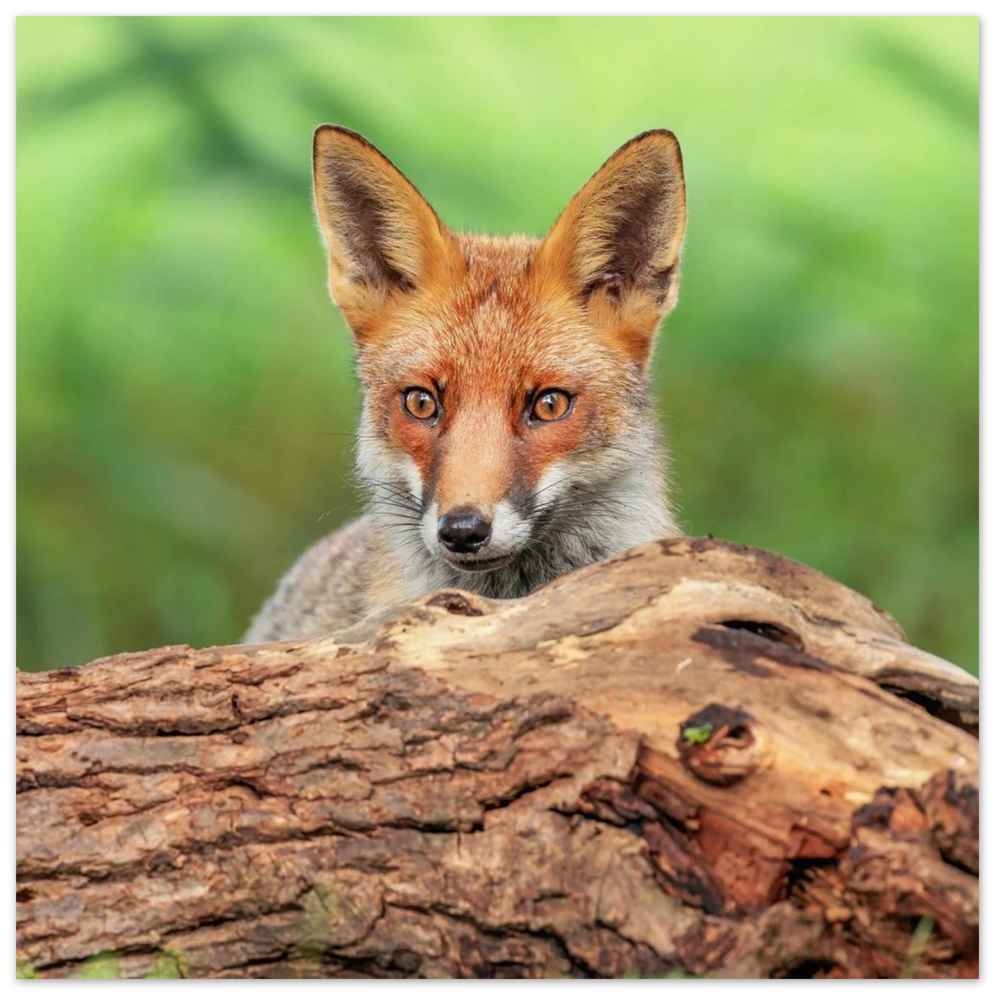 Wandbild fuchs im versteck einzigartige naturkunst fuer ihr zuhause