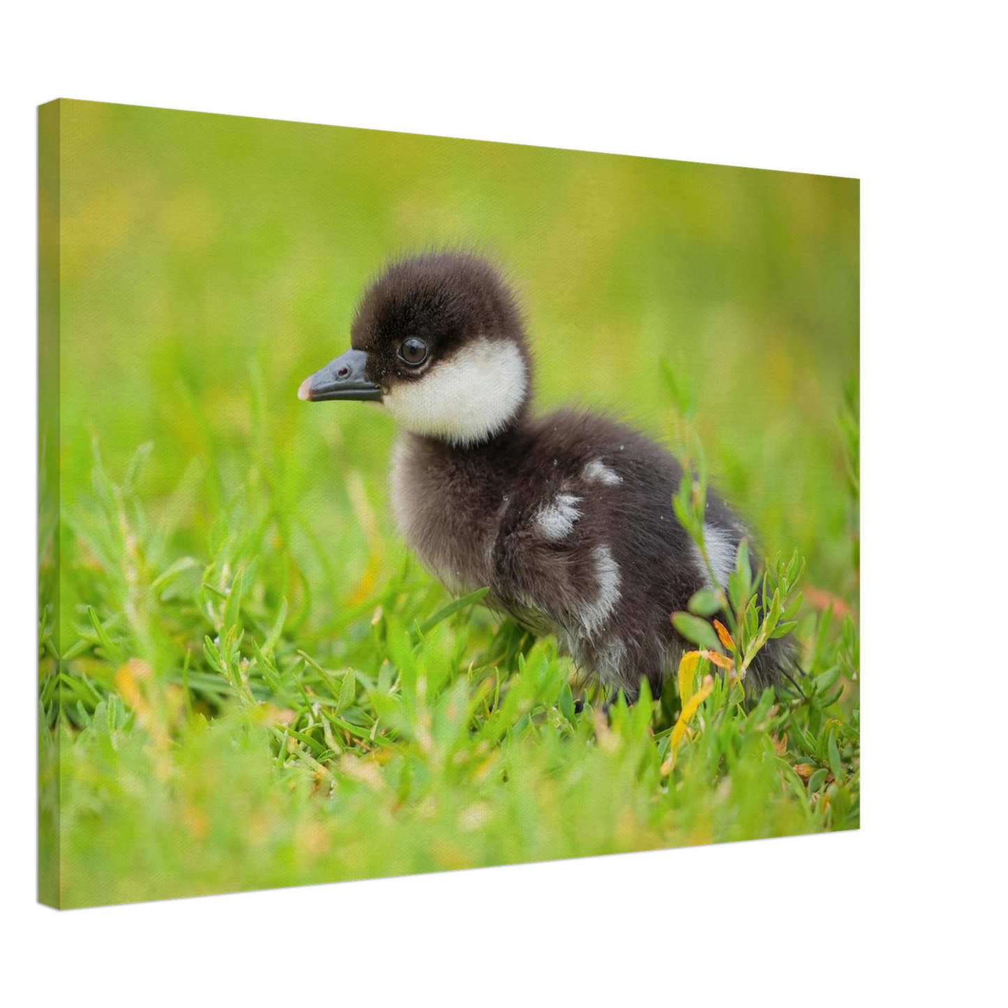 Wandbild bezauberndes entenkueken suesse tiermotive fuer kinderzimmer naturfreunde in vielen groessen