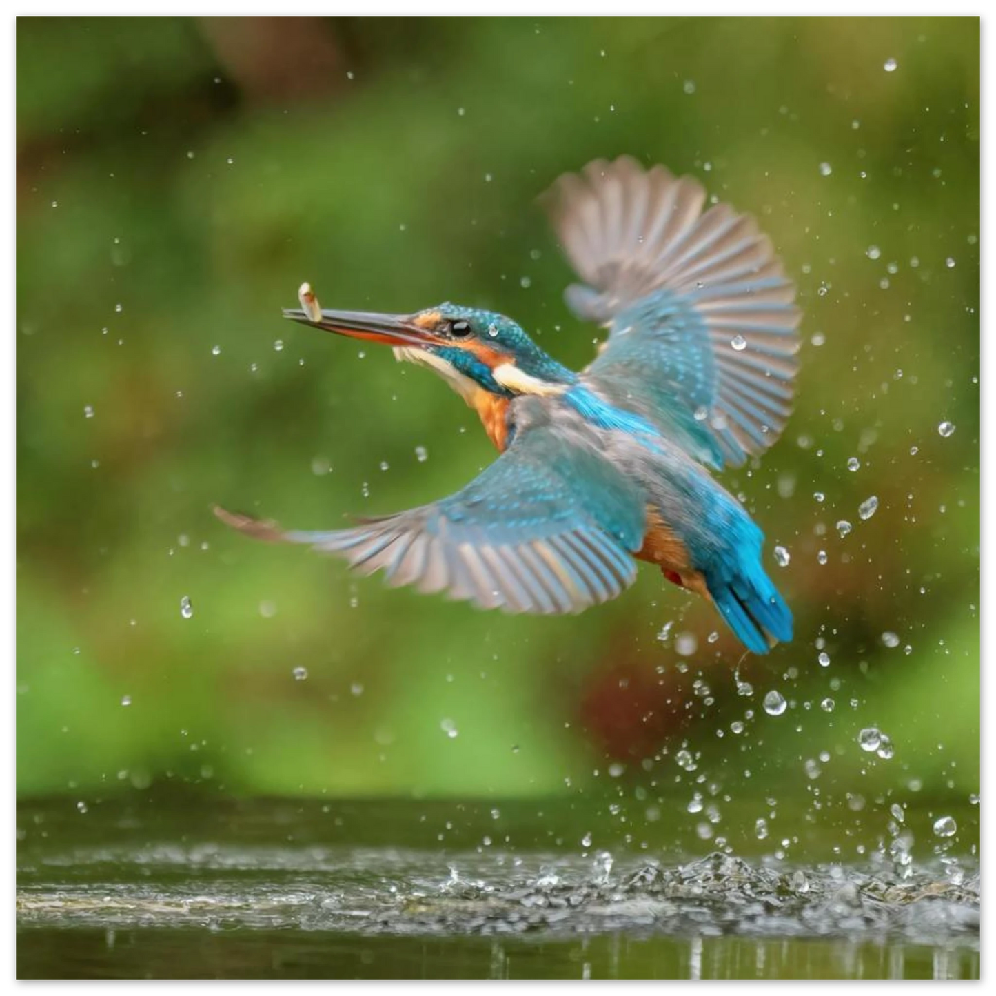 Wandbild eisvogel lebendige tierfotografie mit lebhaften blautoenen