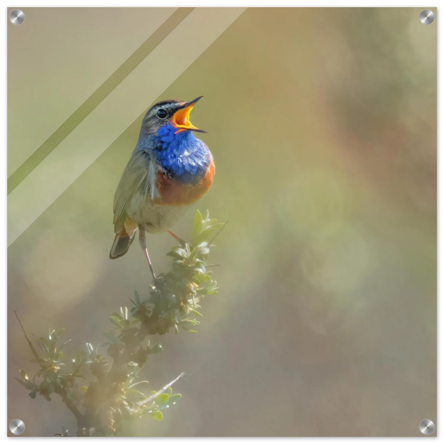 Wandbild singvogel in blautoenen lebendige vogelkunst fuer ihr zuhause in ihrer wunschgroesse