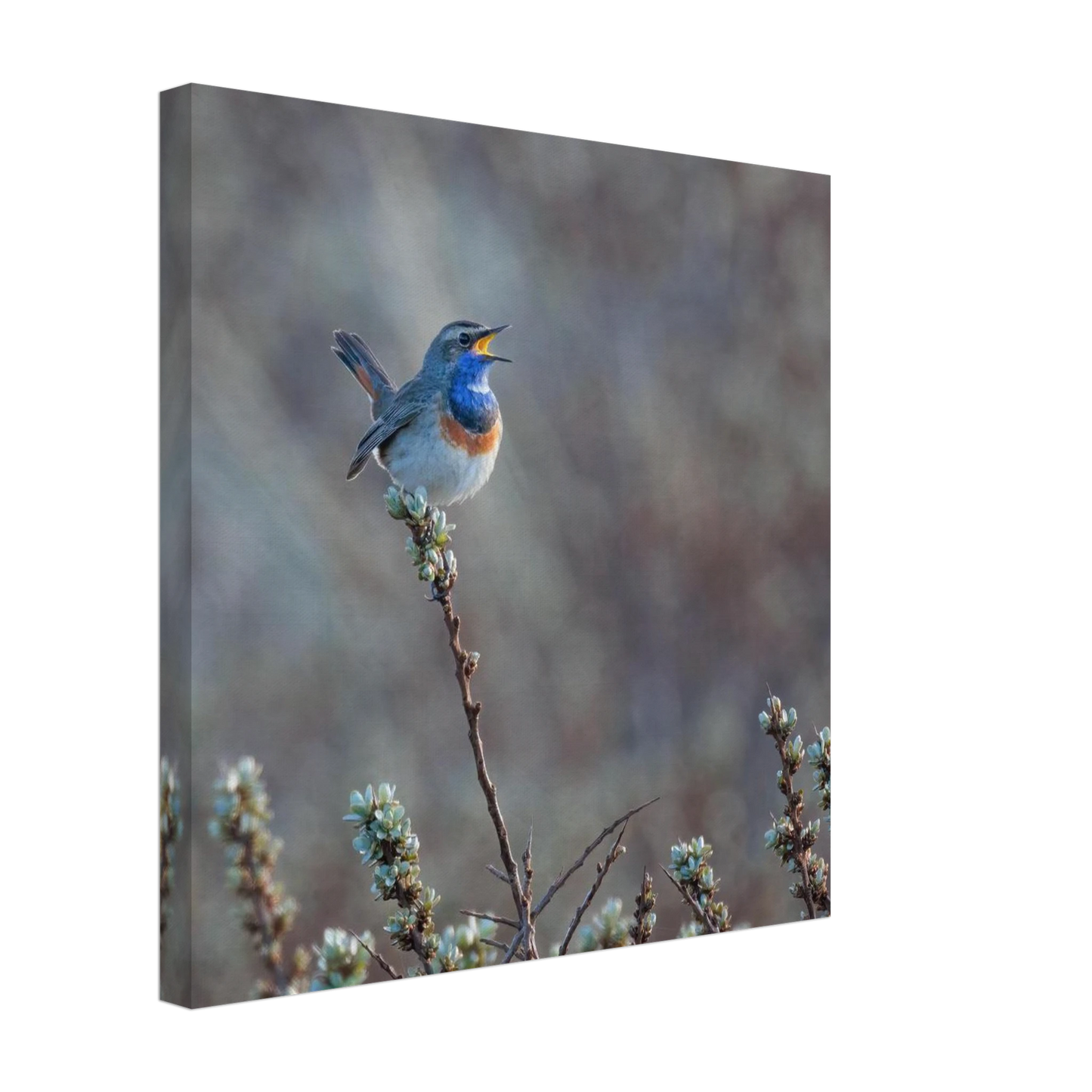 Wandbild blaukohlkehlchen im gesang naturkunst in lebendigen farben in ihrer wunschgroesse