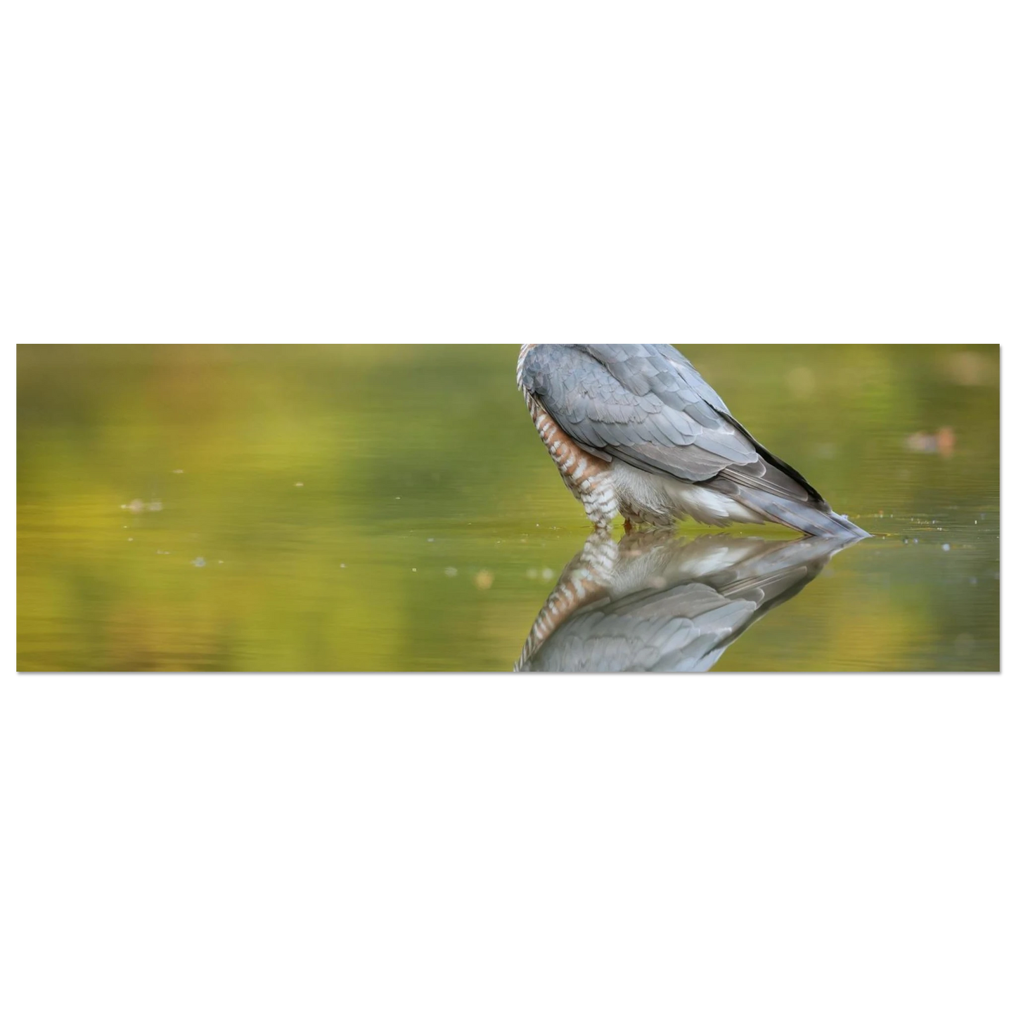 Wandbild mystischer sperber im morgengold faszinierende wildtierfotografie in ihrer wunschgroesse