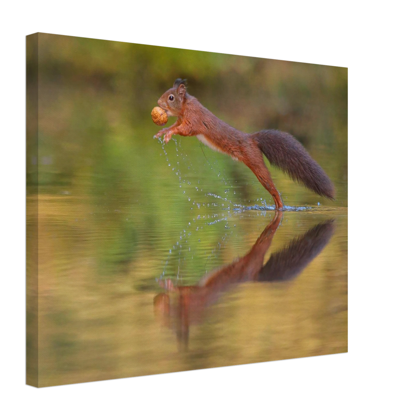 Wandbild eichhoernchen sprung dynamisches tierportrait auf premium leinwand in verschiedenen groessen erhaeltlich