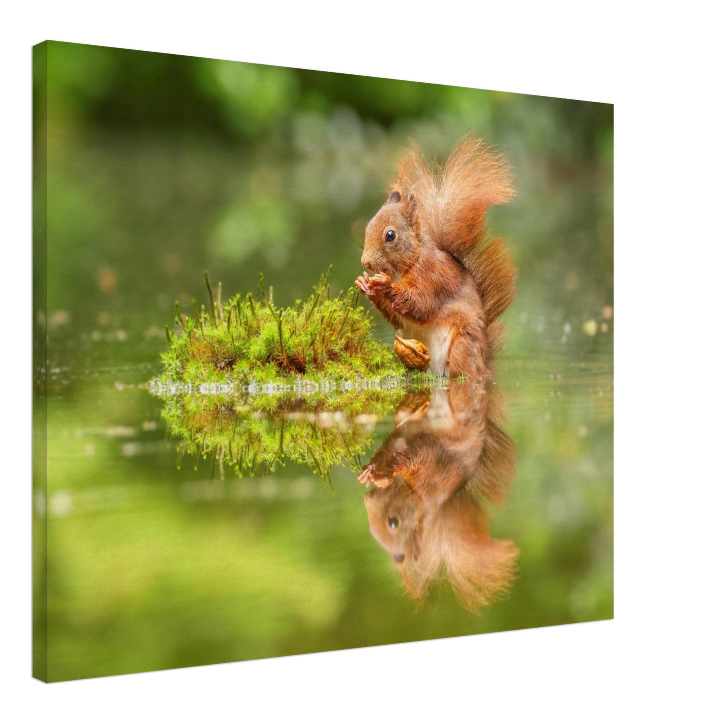 Wandbild bezauberndes eichhoernchen mit nuss ein spiegelbild der natur