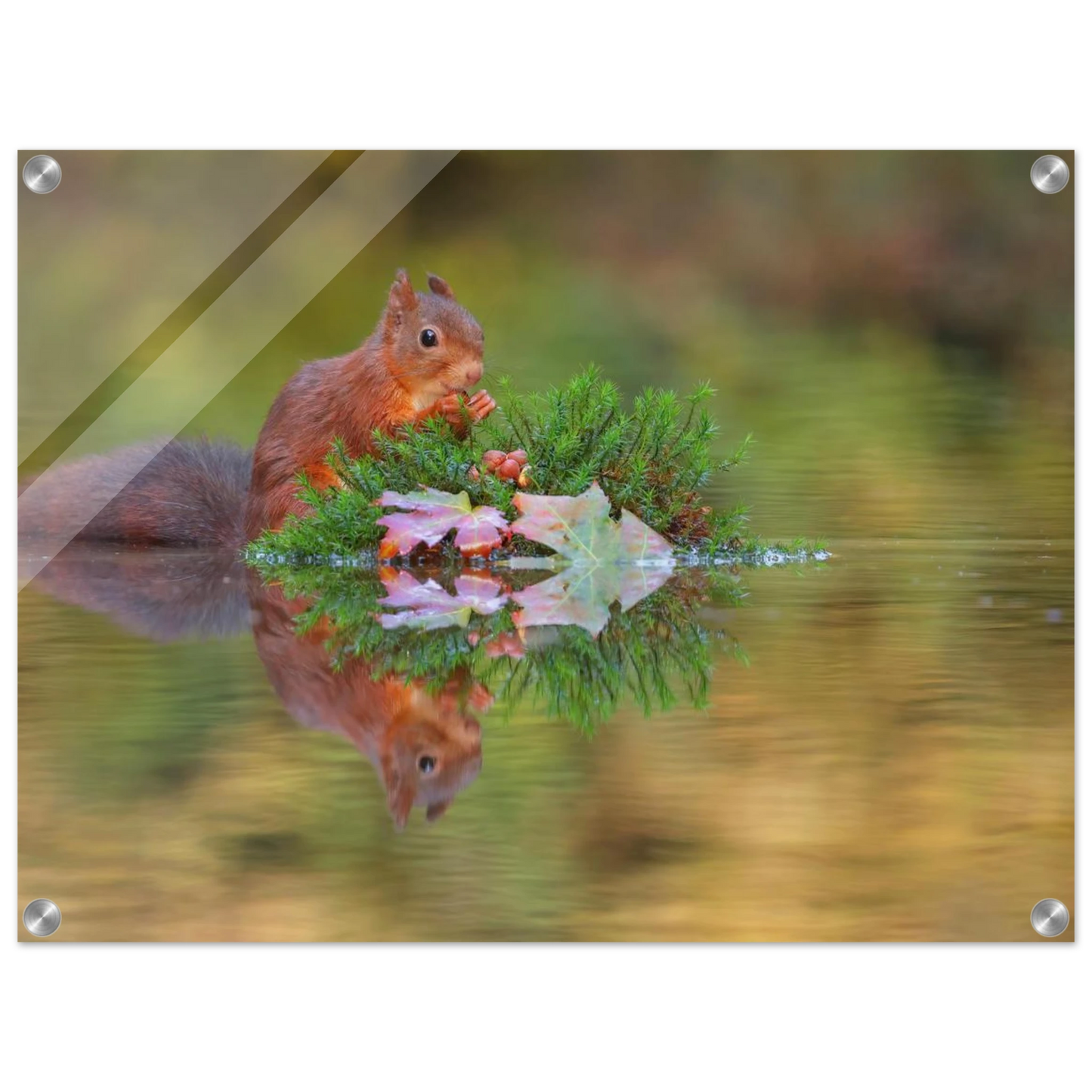 Wandbild bezauberndes eichhoernchen im herbstwald lebendige wildtierkunst fuer ihr zuhause in vielen groessen