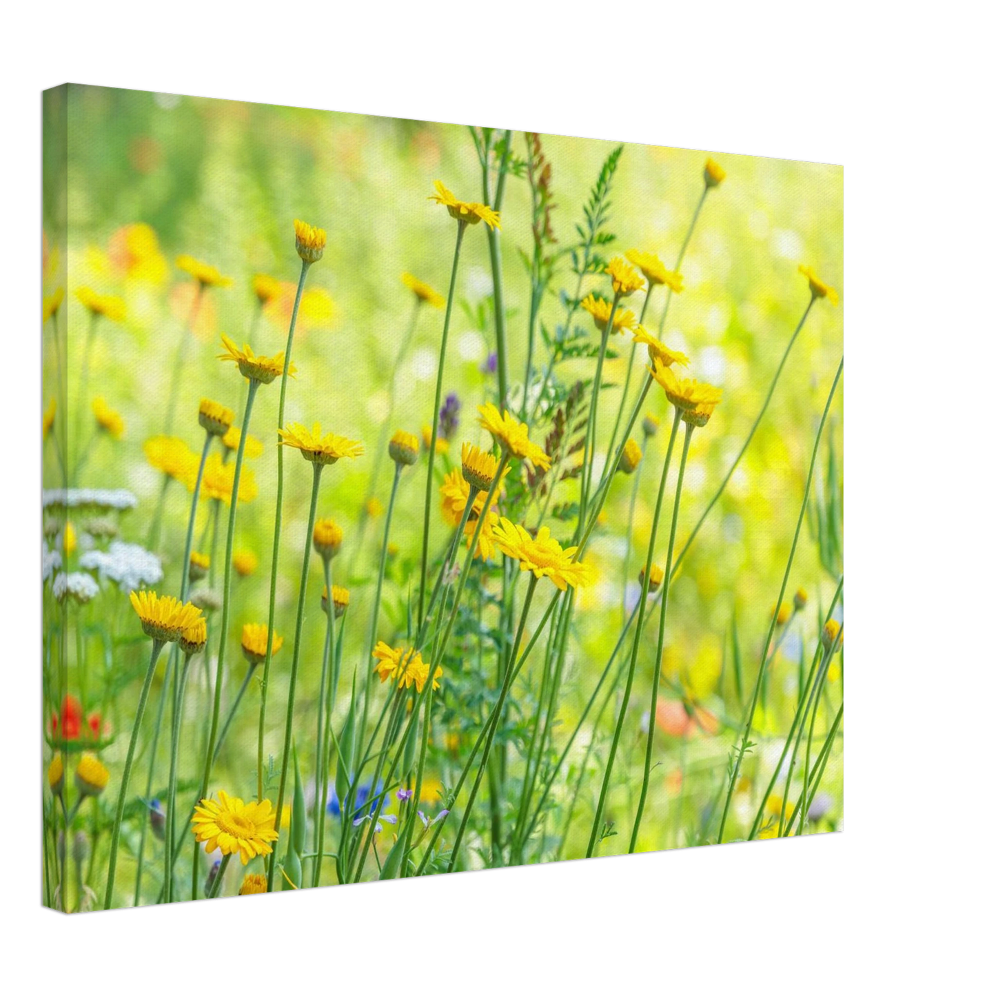 Wandbild sunshine meadow lebendiger blumen druck in verschiedenen groessen