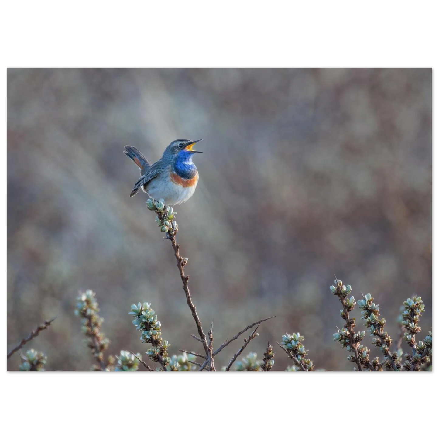 Wandbild blaukohlkehlchen im gesang naturkunst in lebendigen farben in ihrer wunschgroesse
