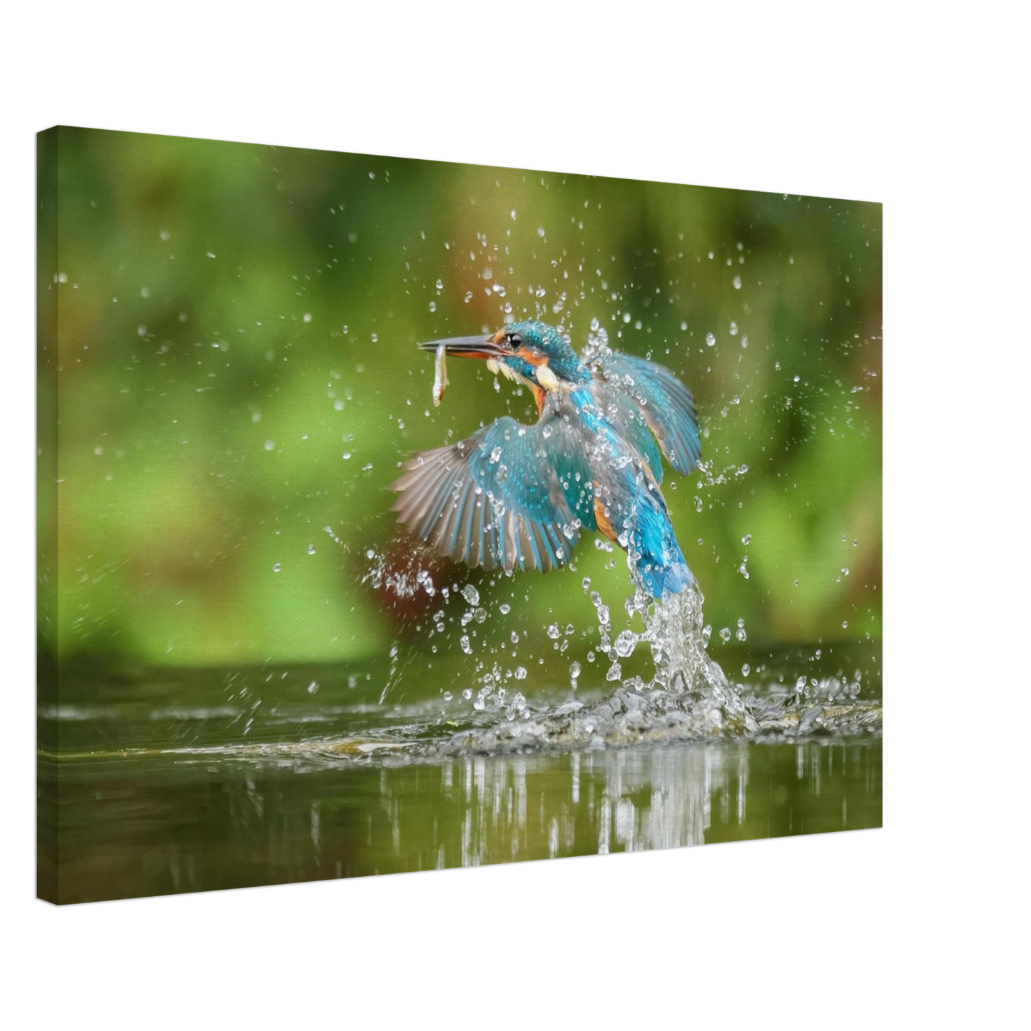 Wandbild eisvogel im sturzflug lebendige wildtierkunst fuer ihr zuhause