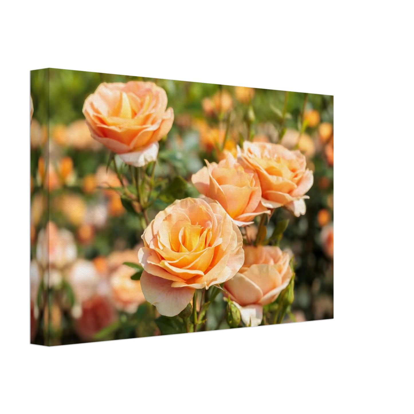 Wandbild romantische pfirsichrosen im sonnenschein botanische kunst fuer ihr zuhause in vielen groessen