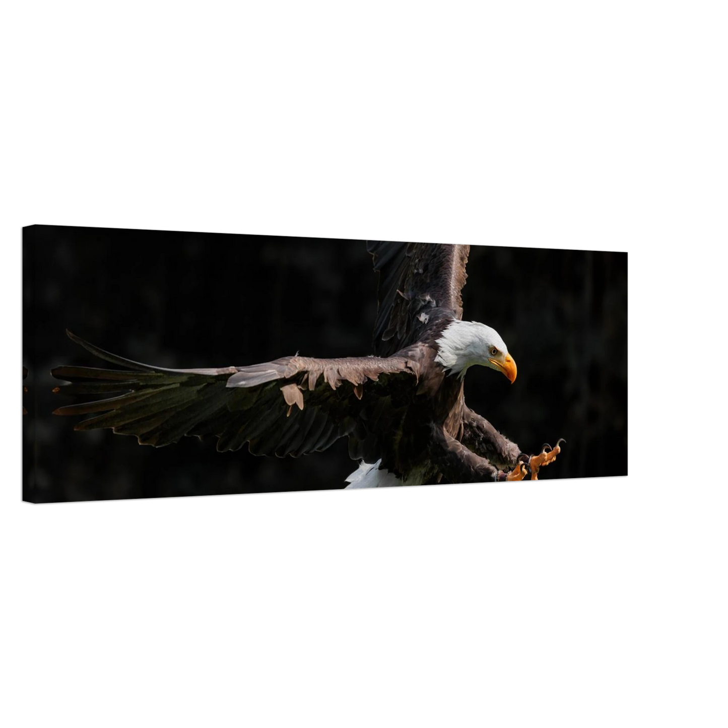 Wandbild majestaetischer weisskopfseeadler im flug freiheit staerke in ihrer wunschgroesse