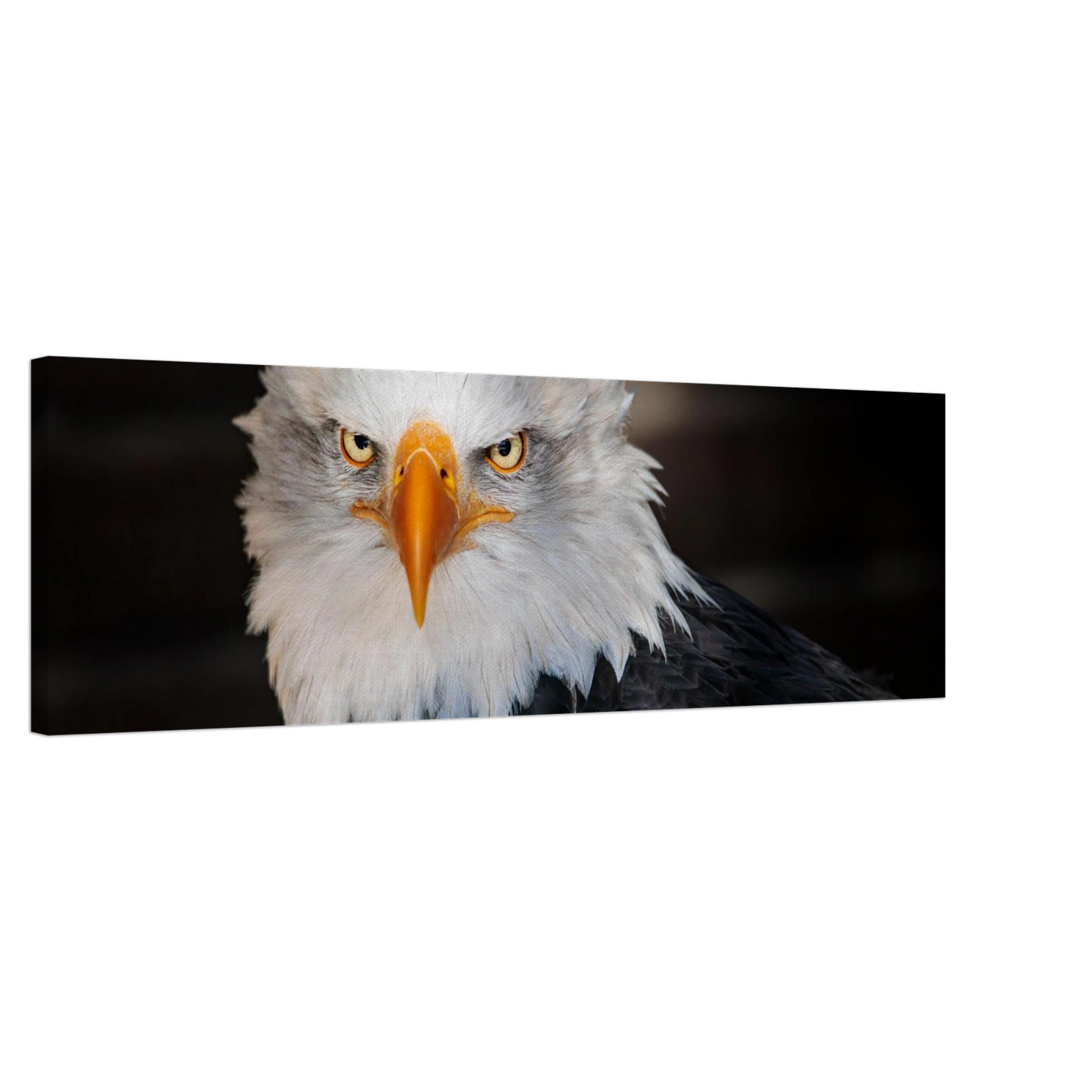 Wandbild majestaetischer adler ausdrucksstarke tierfotografie fuer ihr zuhause in vielen groessen erhaeltlich