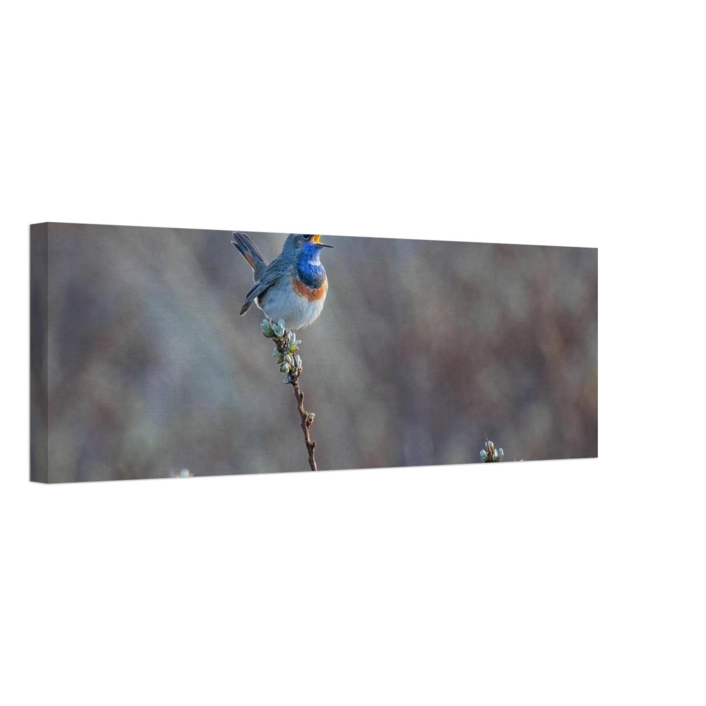 Wandbild blaukohlkehlchen im gesang naturkunst in lebendigen farben in ihrer wunschgroesse