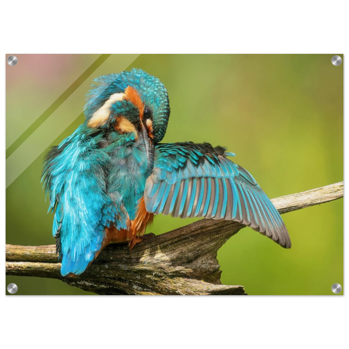 Wandbild eisvogel lebendige farbenpracht der natur auf leinwand