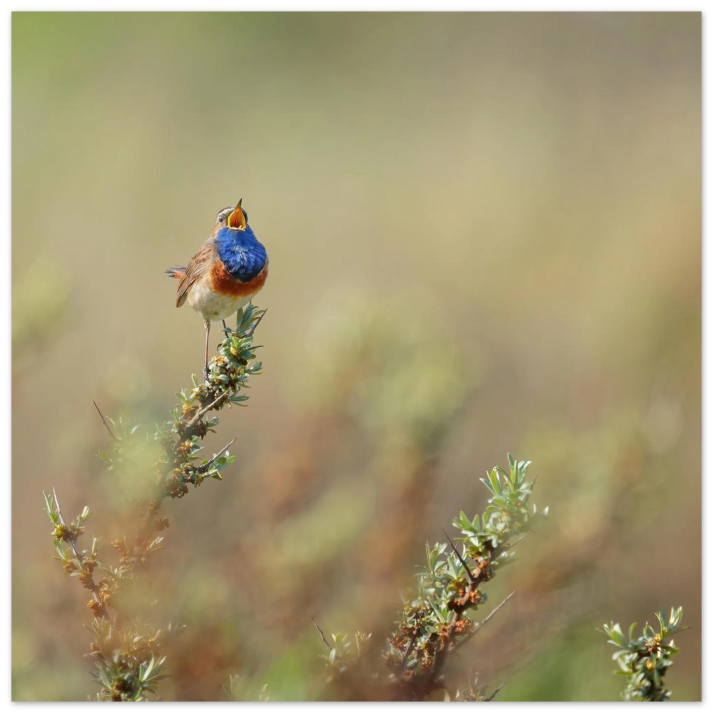 Wandbild lebendige nachtigall ein meisterwerk der naturfotografie fuer ihr zuhause