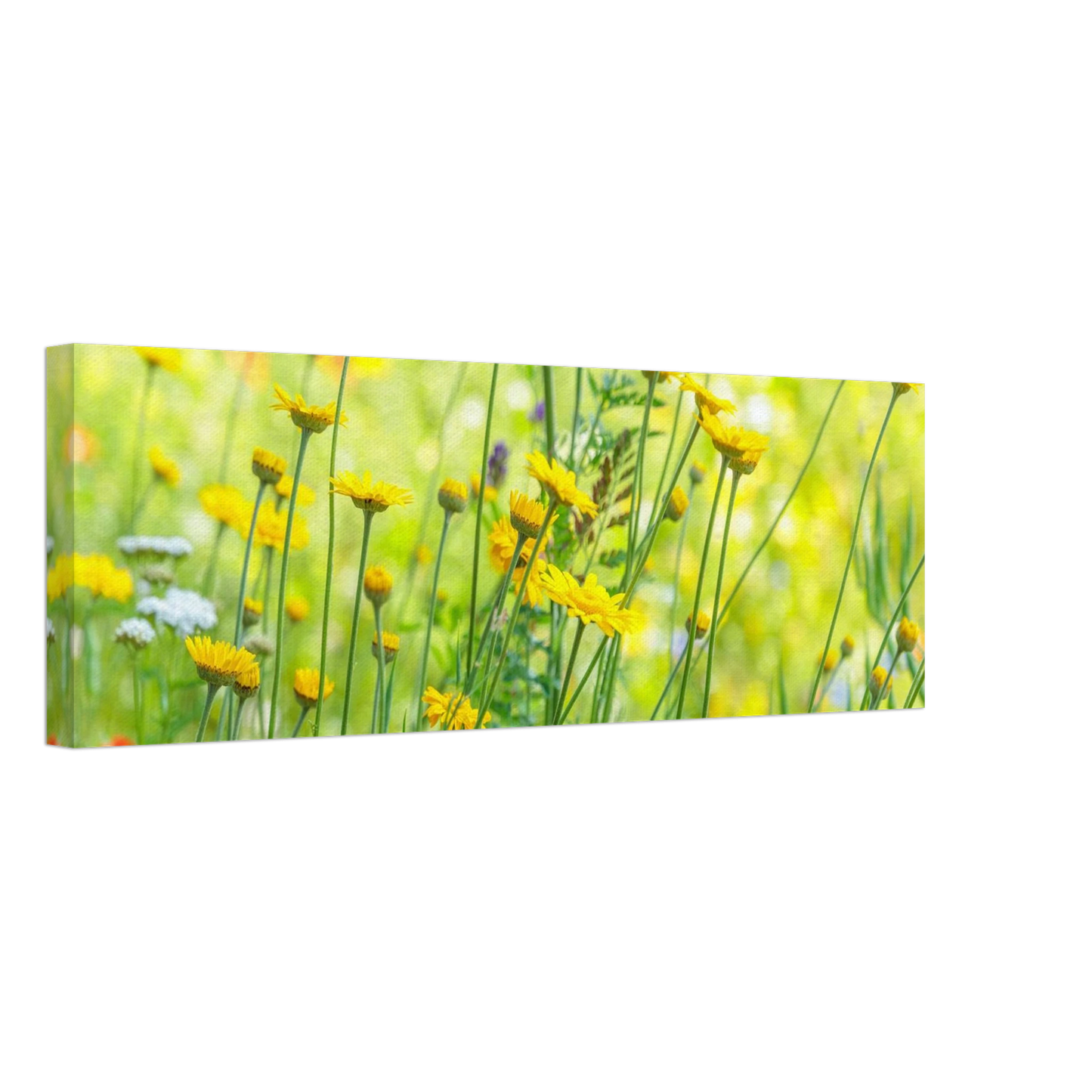 Wandbild sunshine meadow lebendiger blumen druck in verschiedenen groessen