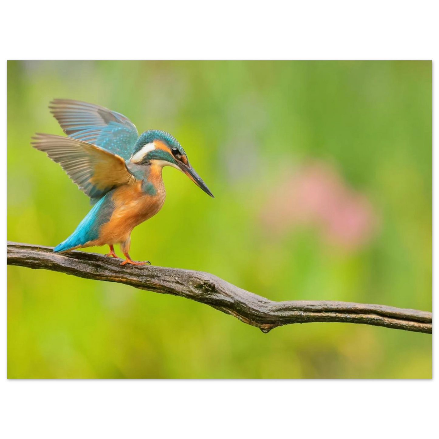 Wandbild eisvogel leuchtende federpracht auf natuerlichem ast in ihrer wunschgroesse