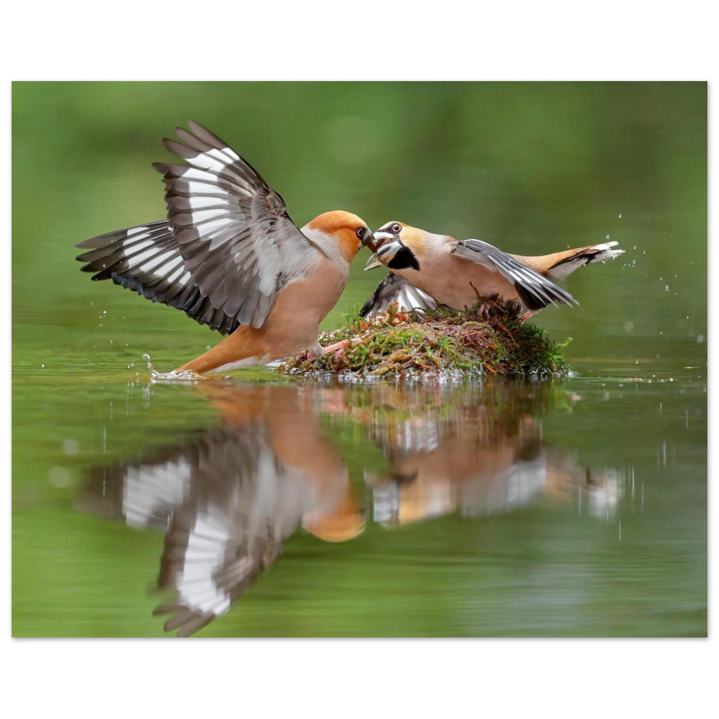 Wandbild momente der natur spektakulaerer kampf der voegel ueber dem wasser