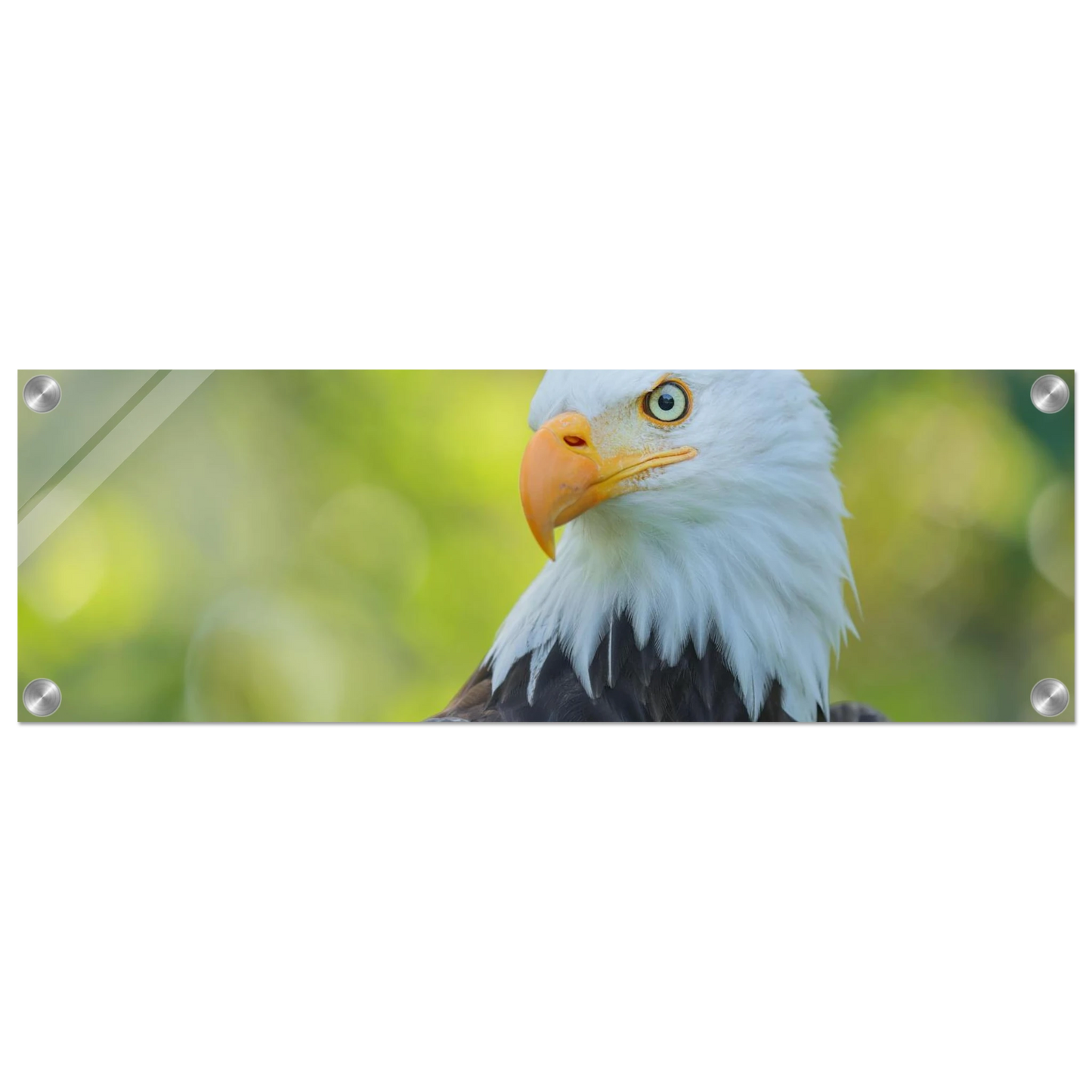 Wandbild majestaetischer weisskopfseeadler eine ode an die freiheit in ihrer wunschgroesse