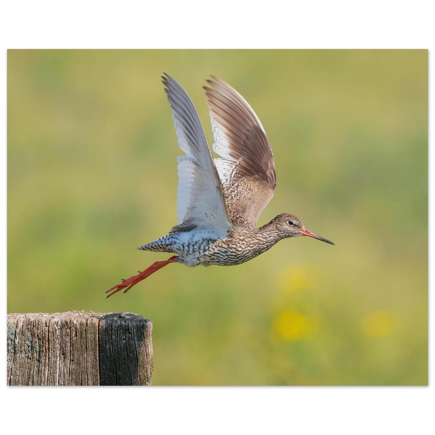 Wandbild der flug des rotschenkels dynamische tierkunst fuer ihr zuhause in vielen groessen erhaeltlich