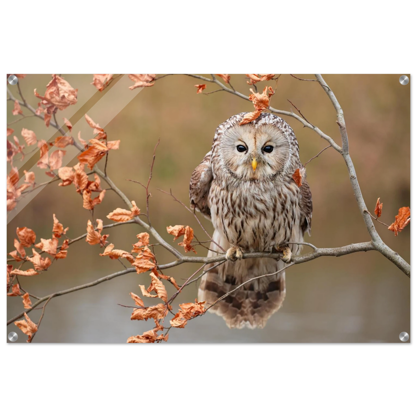 Wandbild majestaetische eule im herbstlaub einblick in die wildnis in verschiedenen groessen
