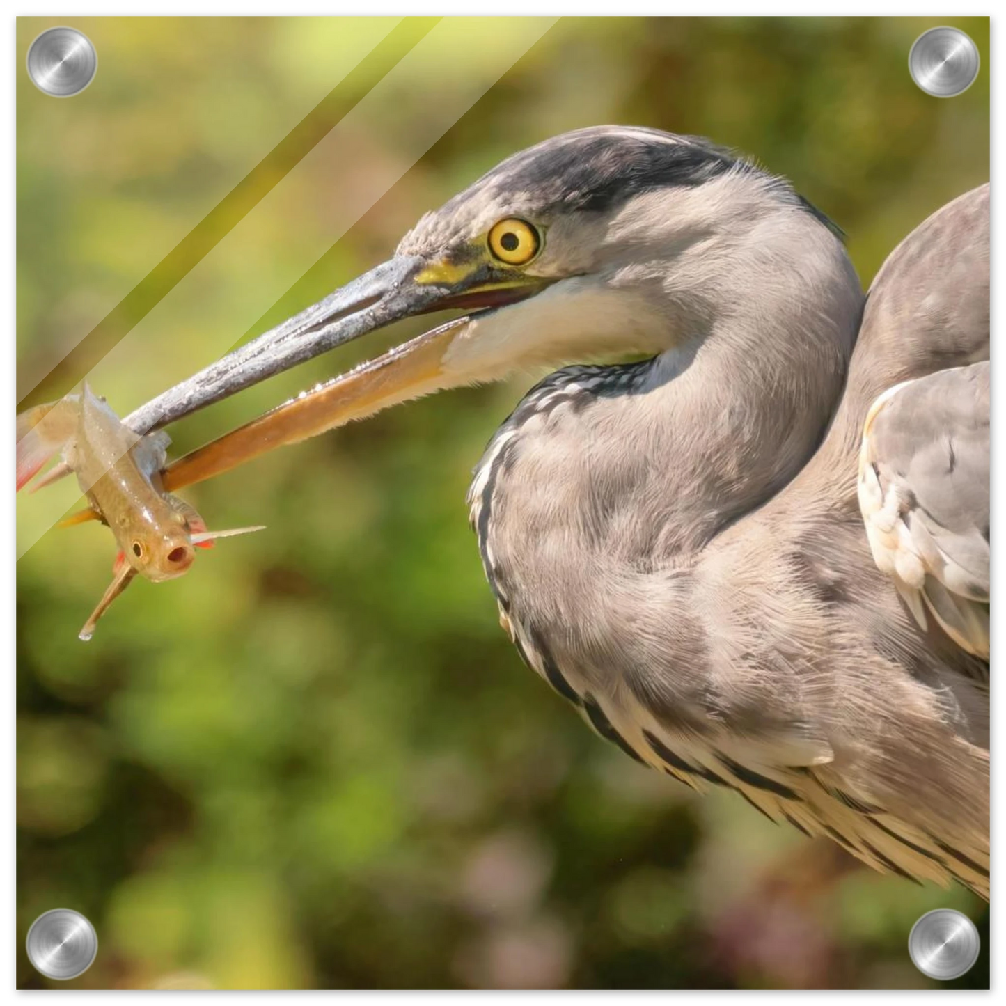 Wandbild graureiher mit fisch ein faszinierender moment in der natur verfuegbar in ihrer wunschgroesse