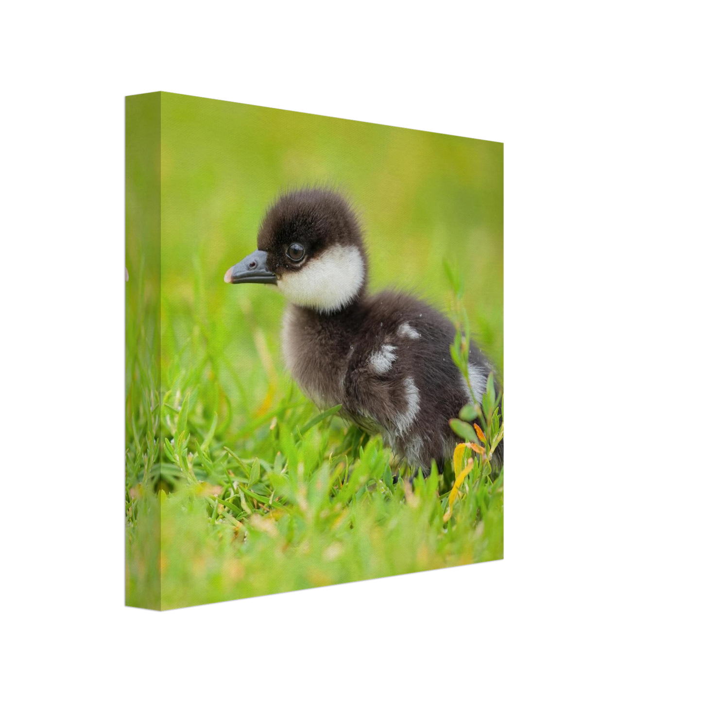 Wandbild bezauberndes entenkueken suesse tiermotive fuer kinderzimmer naturfreunde in vielen groessen