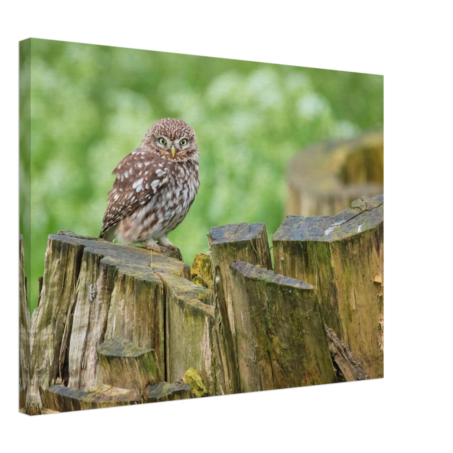 Wandbild mystische kleine eule faszinierendes kunstwerk fuer natur und tierliebhaber in vielen groessen