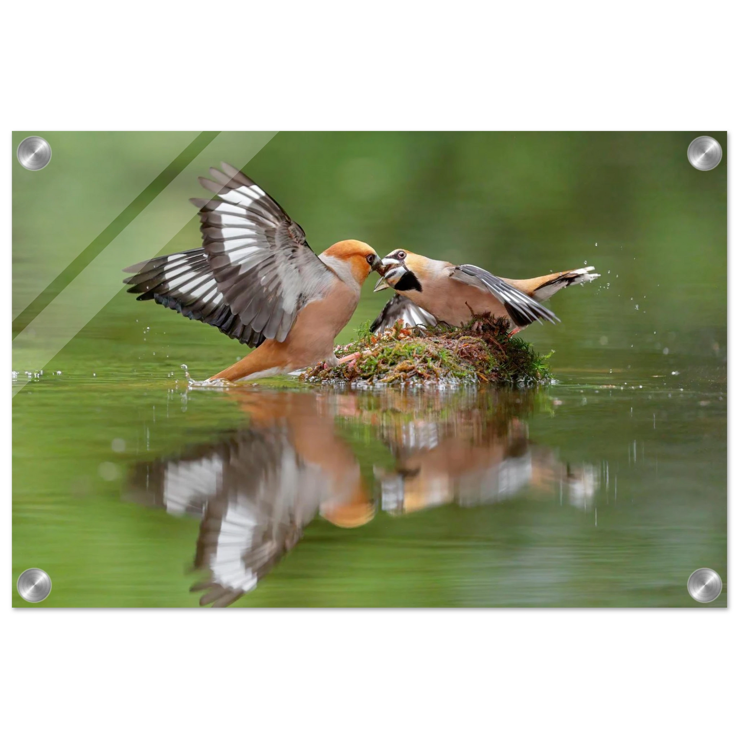 Wandbild momente der natur spektakulaerer kampf der voegel ueber dem wasser