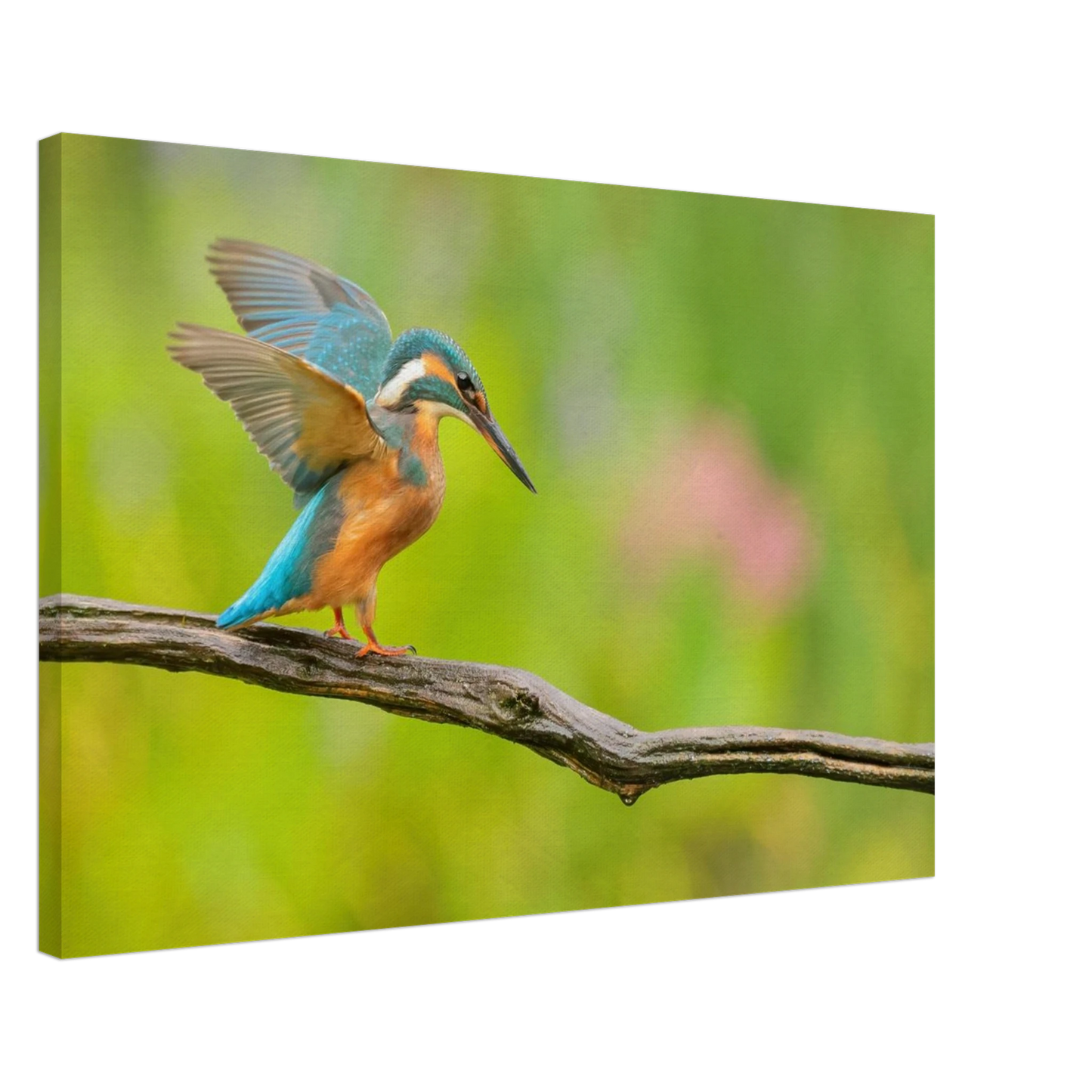 Wandbild eisvogel leuchtende federpracht auf natuerlichem ast in ihrer wunschgroesse