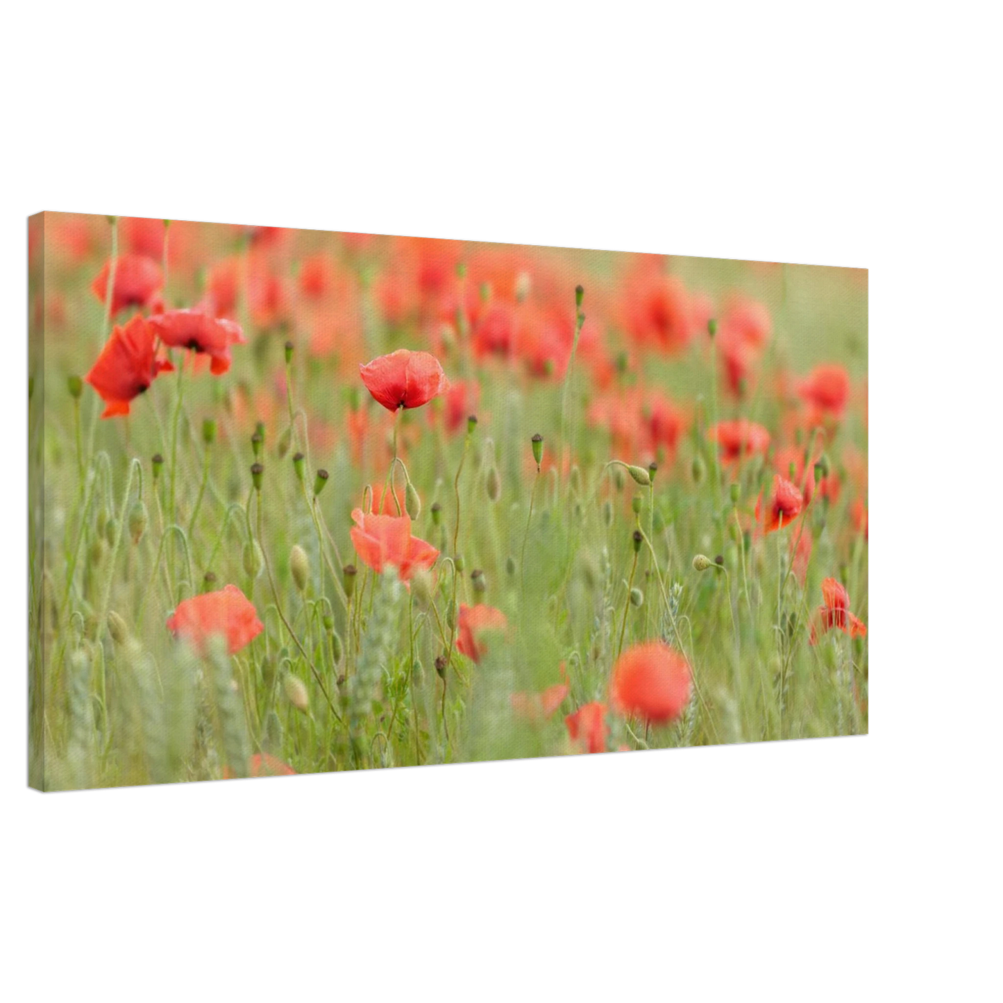 Wandbild vertraeumtes mohnblumenfeld ein stueck sommer fuer ihr zuhause in vielen groessen