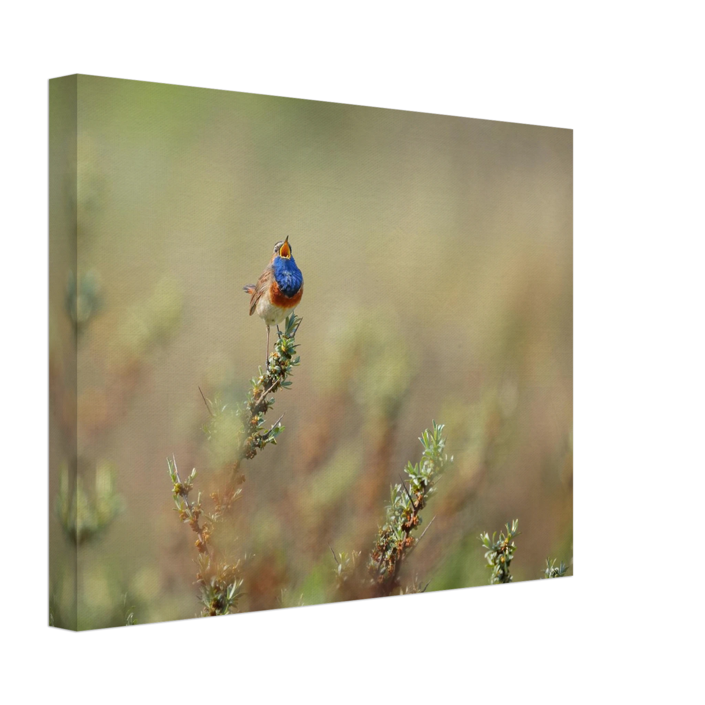 Wandbild lebendige nachtigall ein meisterwerk der naturfotografie fuer ihr zuhause