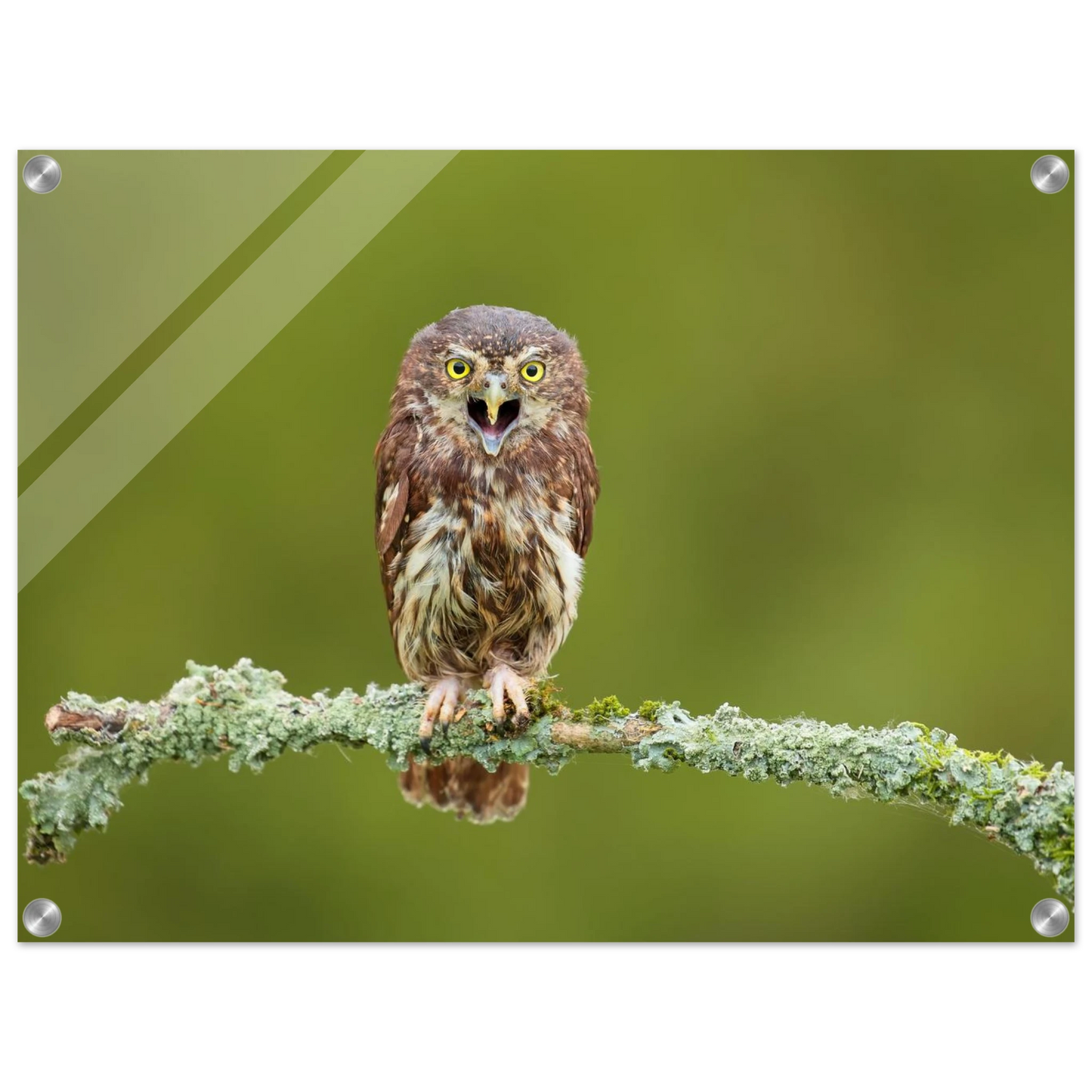 Wandbild rufer der wildnis faszinierendes eulen portraet mit leuchtenden augen fuer ihr zuhause