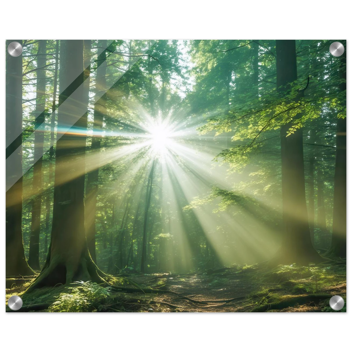 Wandbild sonnenstrahlen im wald mystisches waldlicht kunstdruck in ihrer wunschgroesse