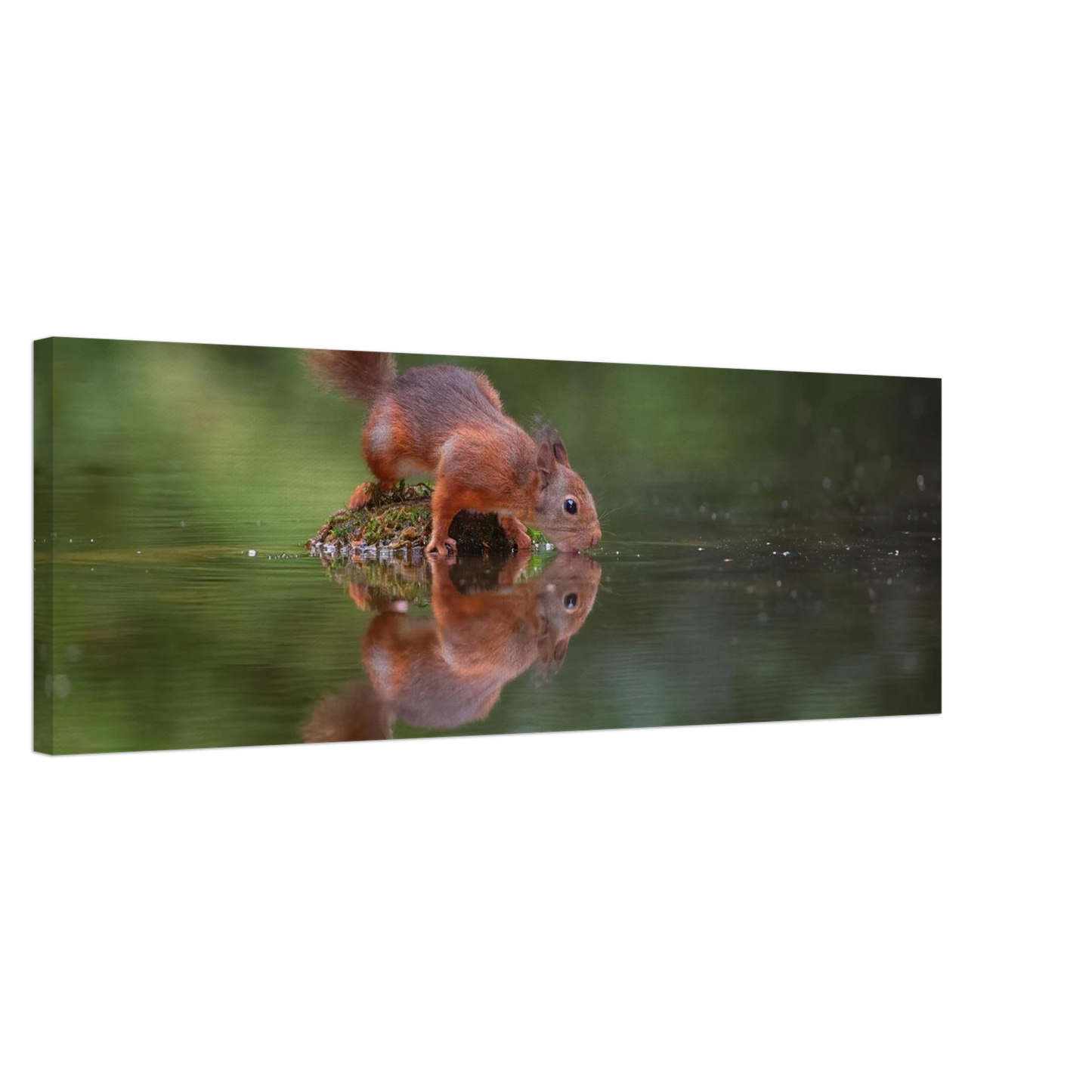 Wandbild durstiges eichhoernchen eine ruhige reflexion in der natur erhaeltlich in vielen groessen