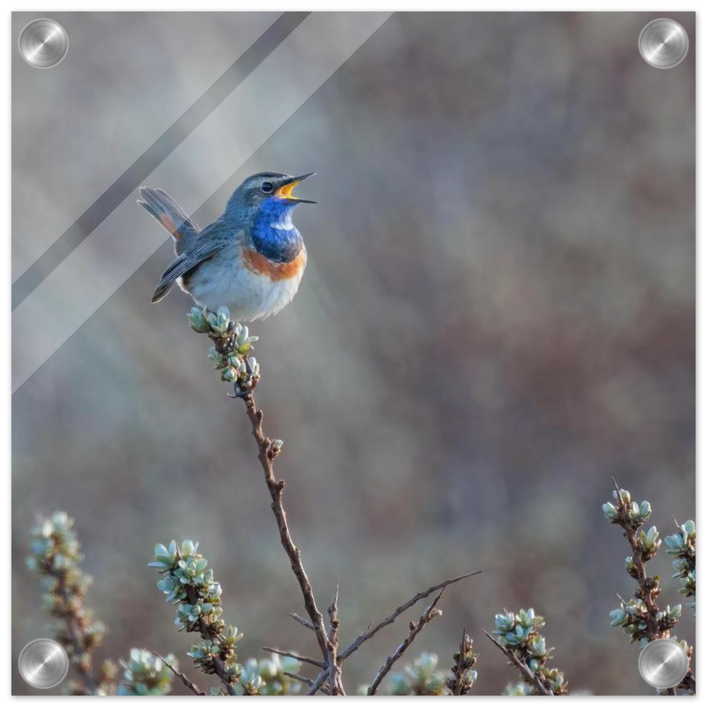Wandbild blaukohlkehlchen im gesang naturkunst in lebendigen farben in ihrer wunschgroesse