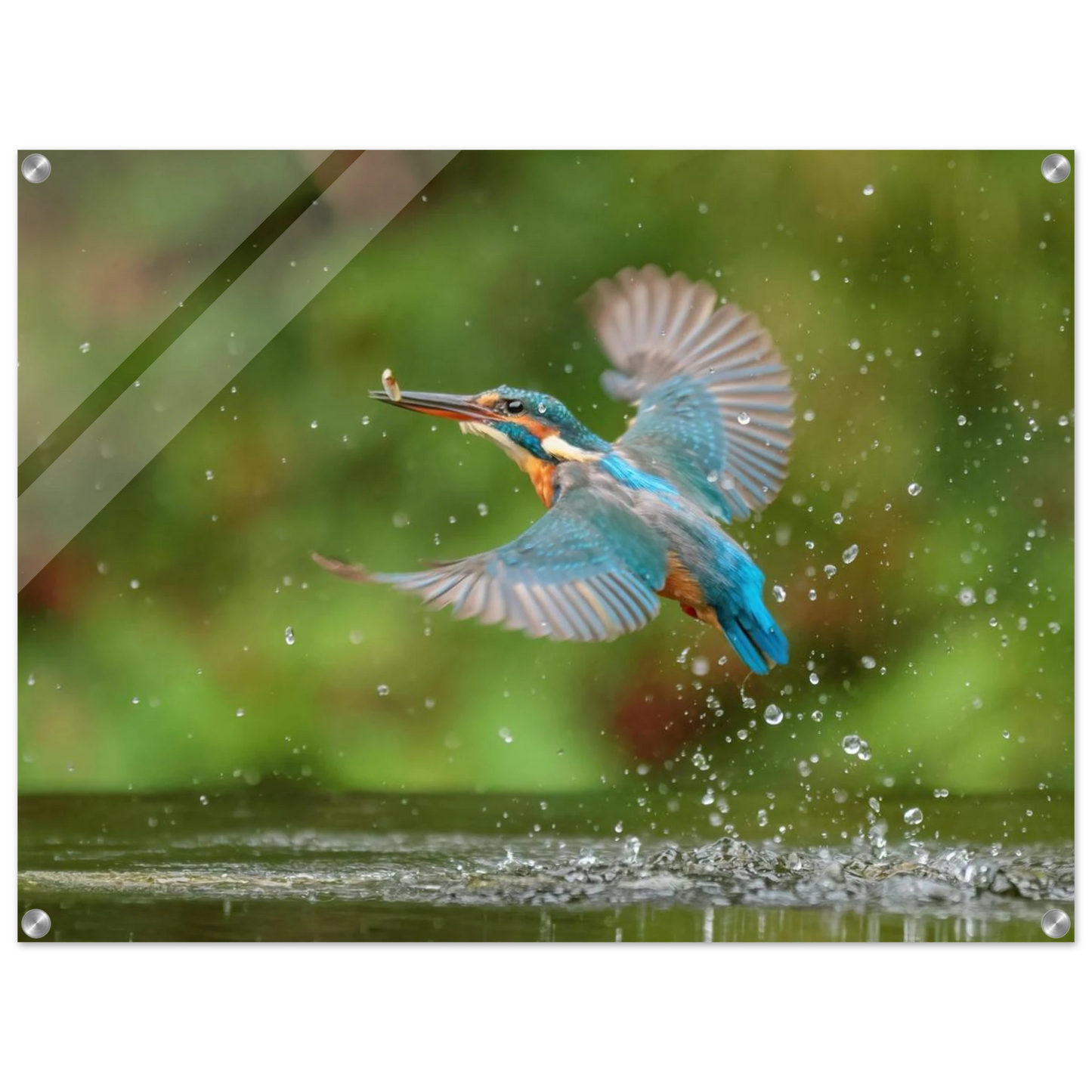 Wandbild eisvogel lebendige tierfotografie mit lebhaften blautoenen