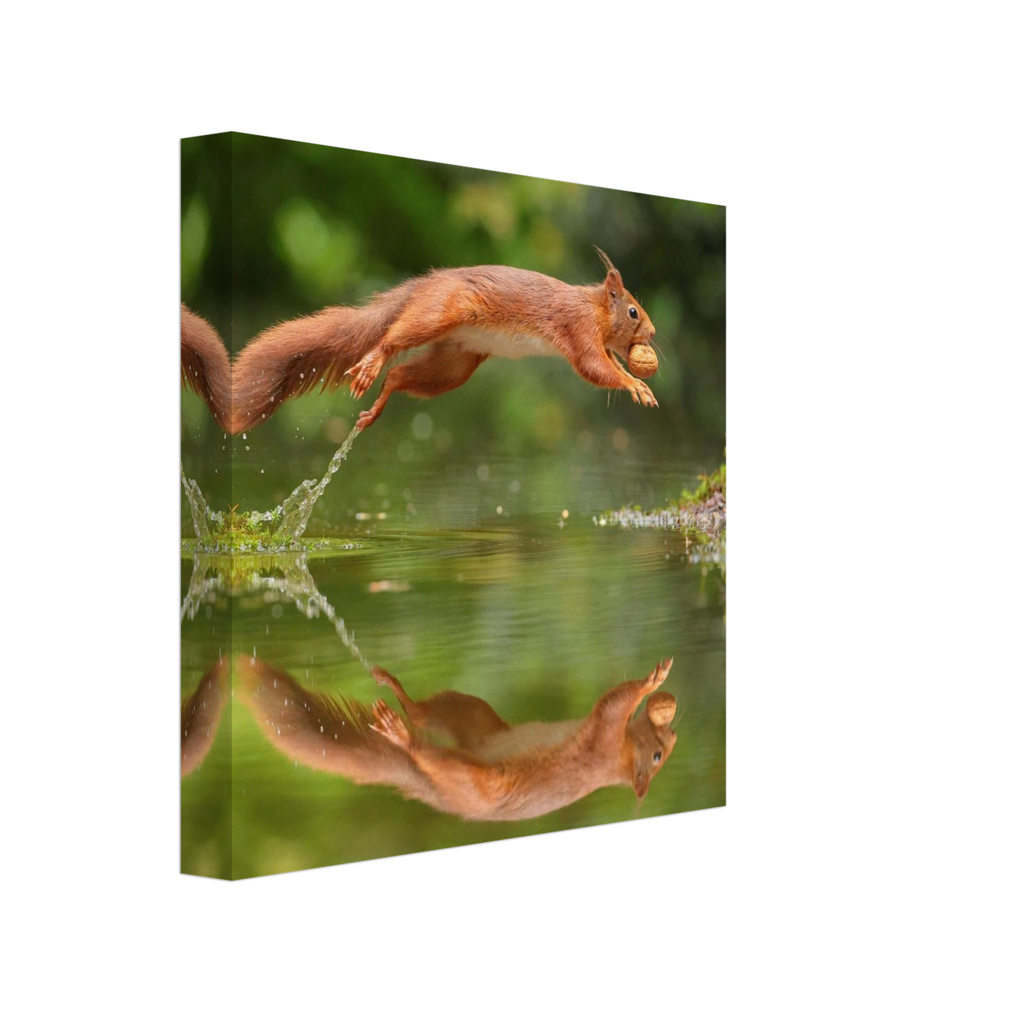 Wandbild Wandkunst eichhoernchens freudensprung dynamische naturkunst fuer ihr zuhause erhaeltlich in mehreren groessen