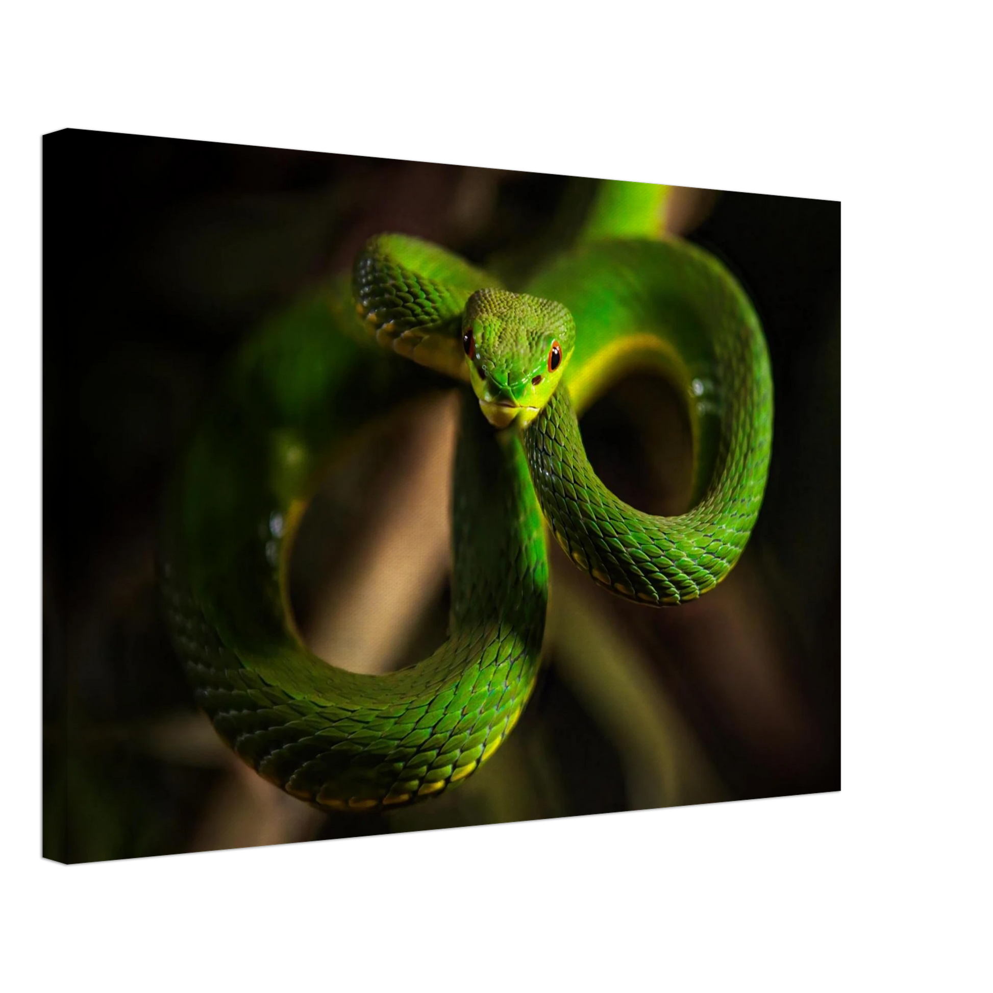 Wandbild der gruene baumviper ein hypnotischer blick in verschiedenen groessen