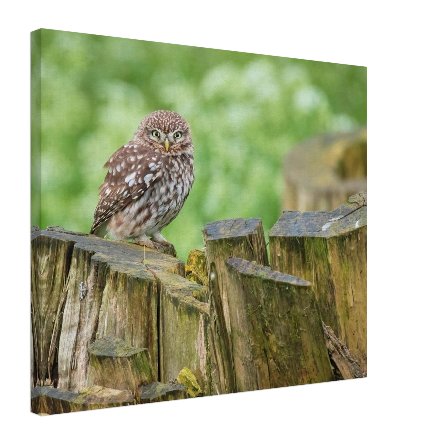 Wandbild mystische kleine eule faszinierendes kunstwerk fuer natur und tierliebhaber in vielen groessen