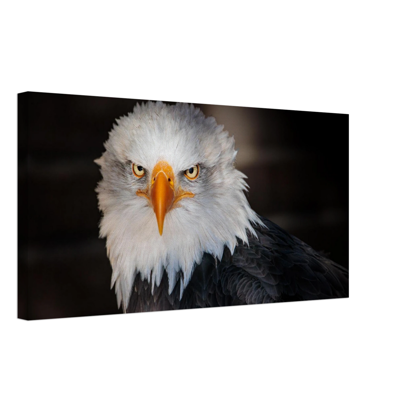 Wandbild majestaetischer adler ausdrucksstarke tierfotografie fuer ihr zuhause in vielen groessen erhaeltlich